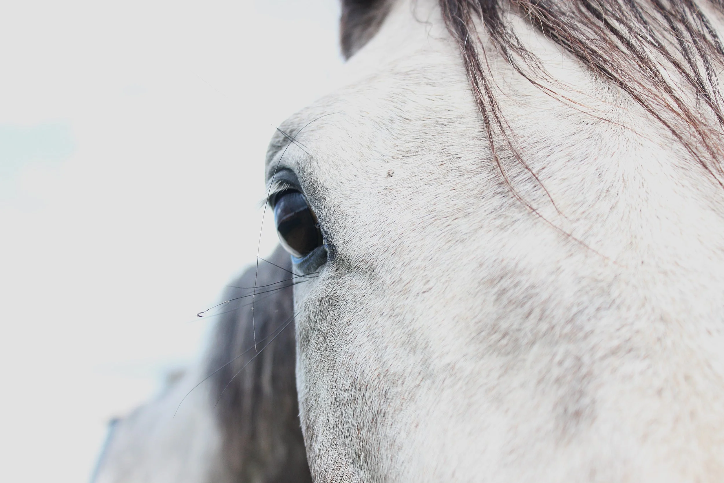 Close-up of a white horse's face, showing eye, ear, and part of the mane.
