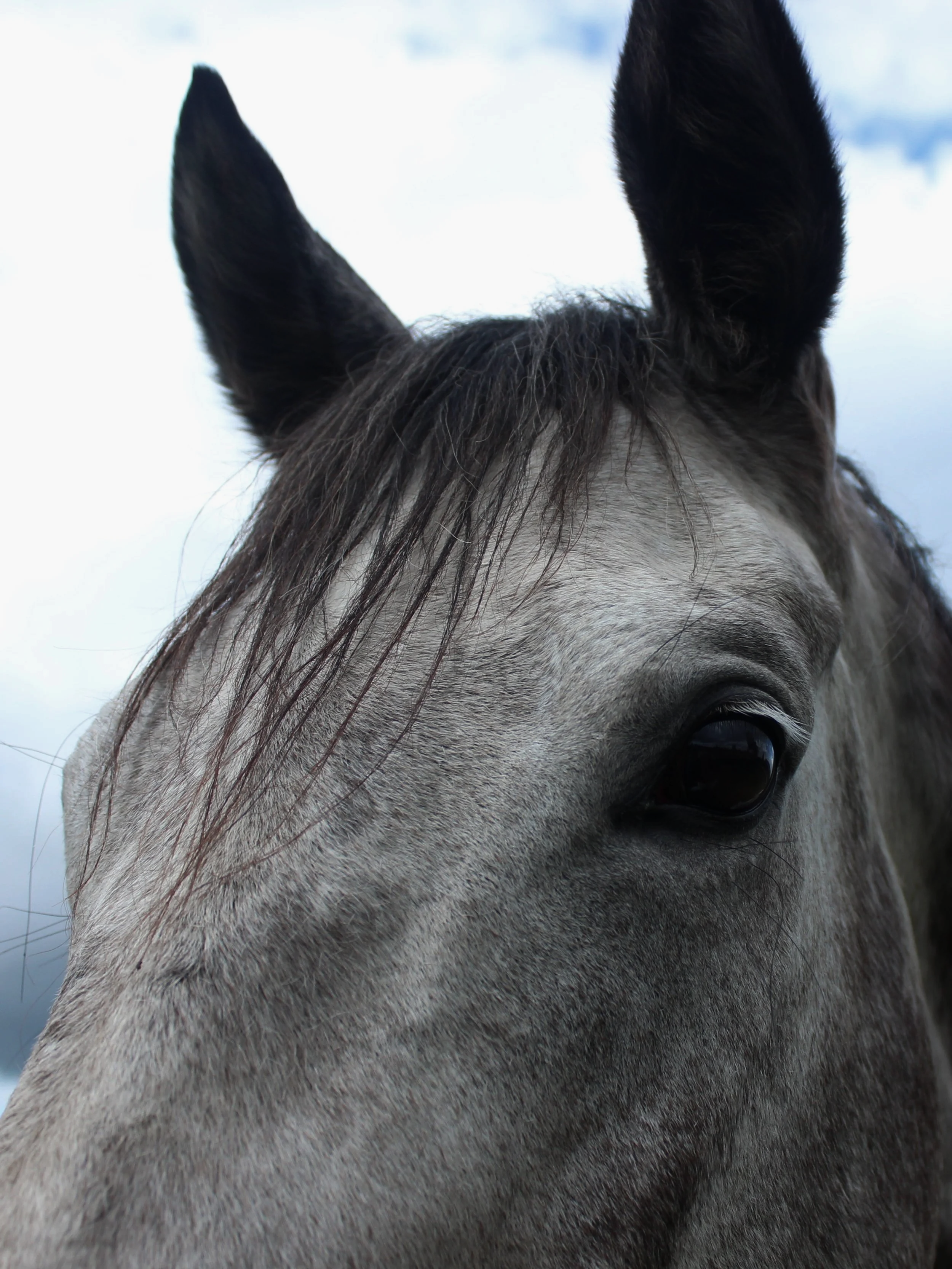 Close-up of a gray horse's face, showing its eye, ear, and part of its mane.