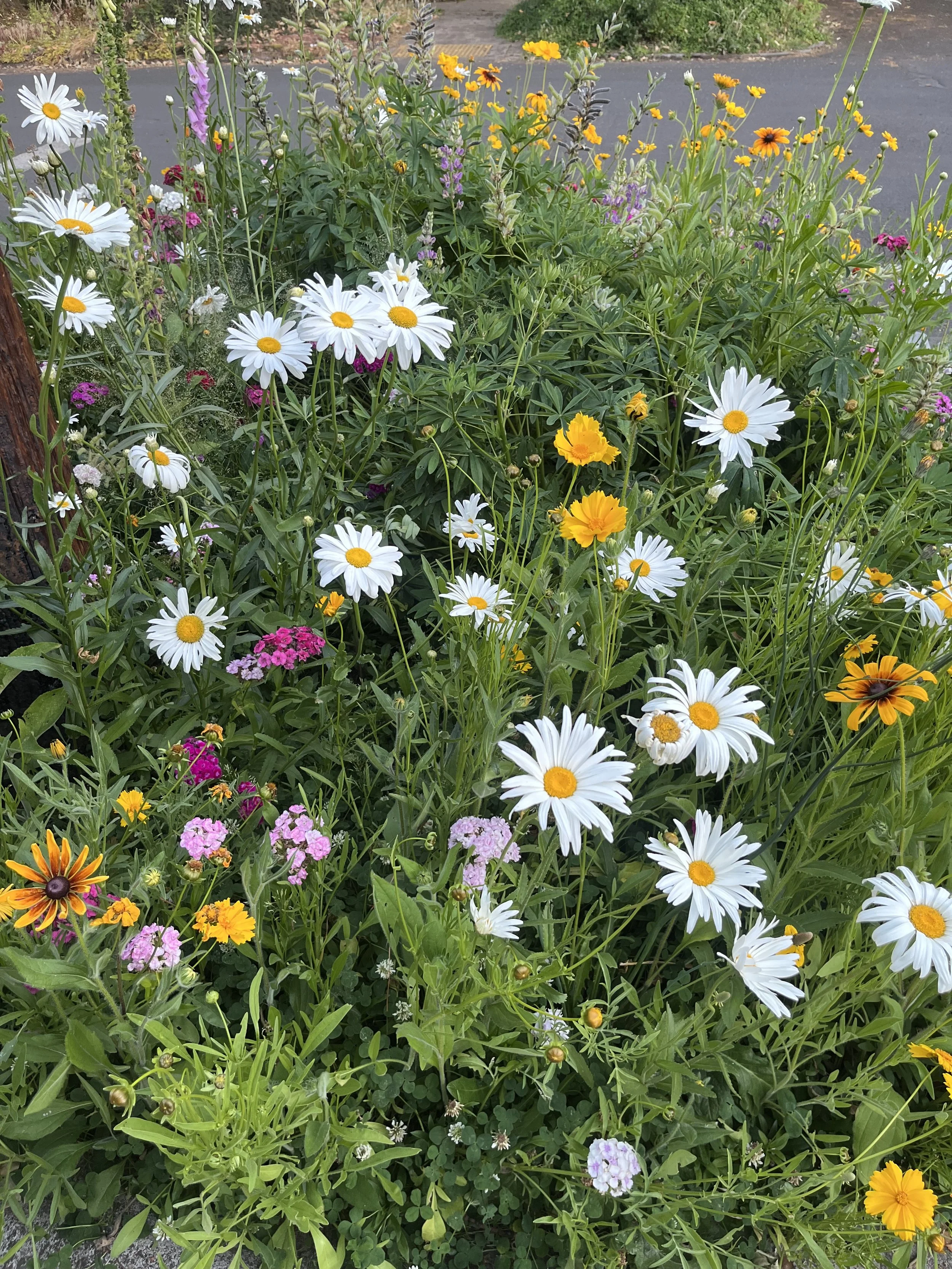 IMG_8595.jpeg
