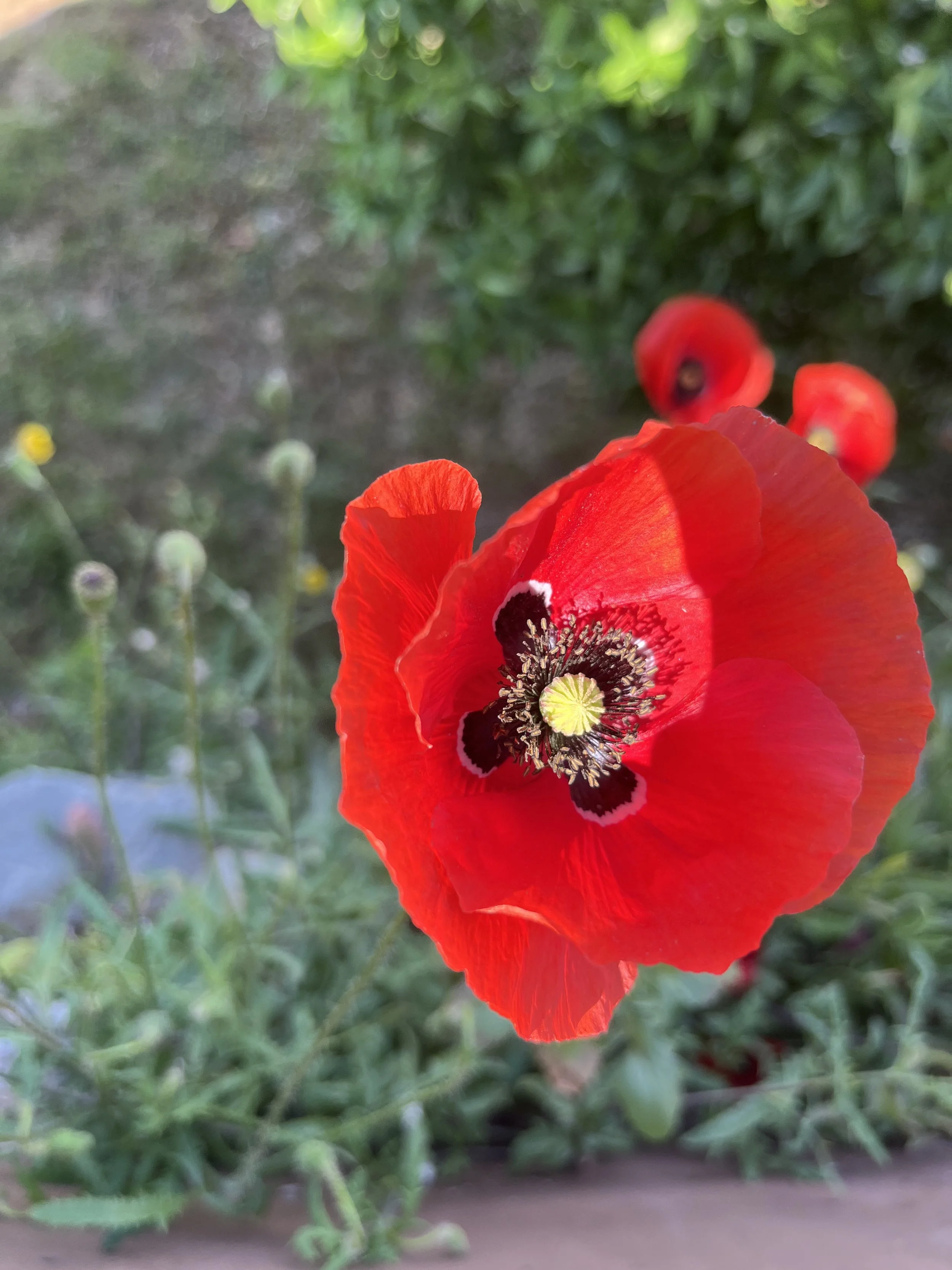 IMG_7542.jpeg
