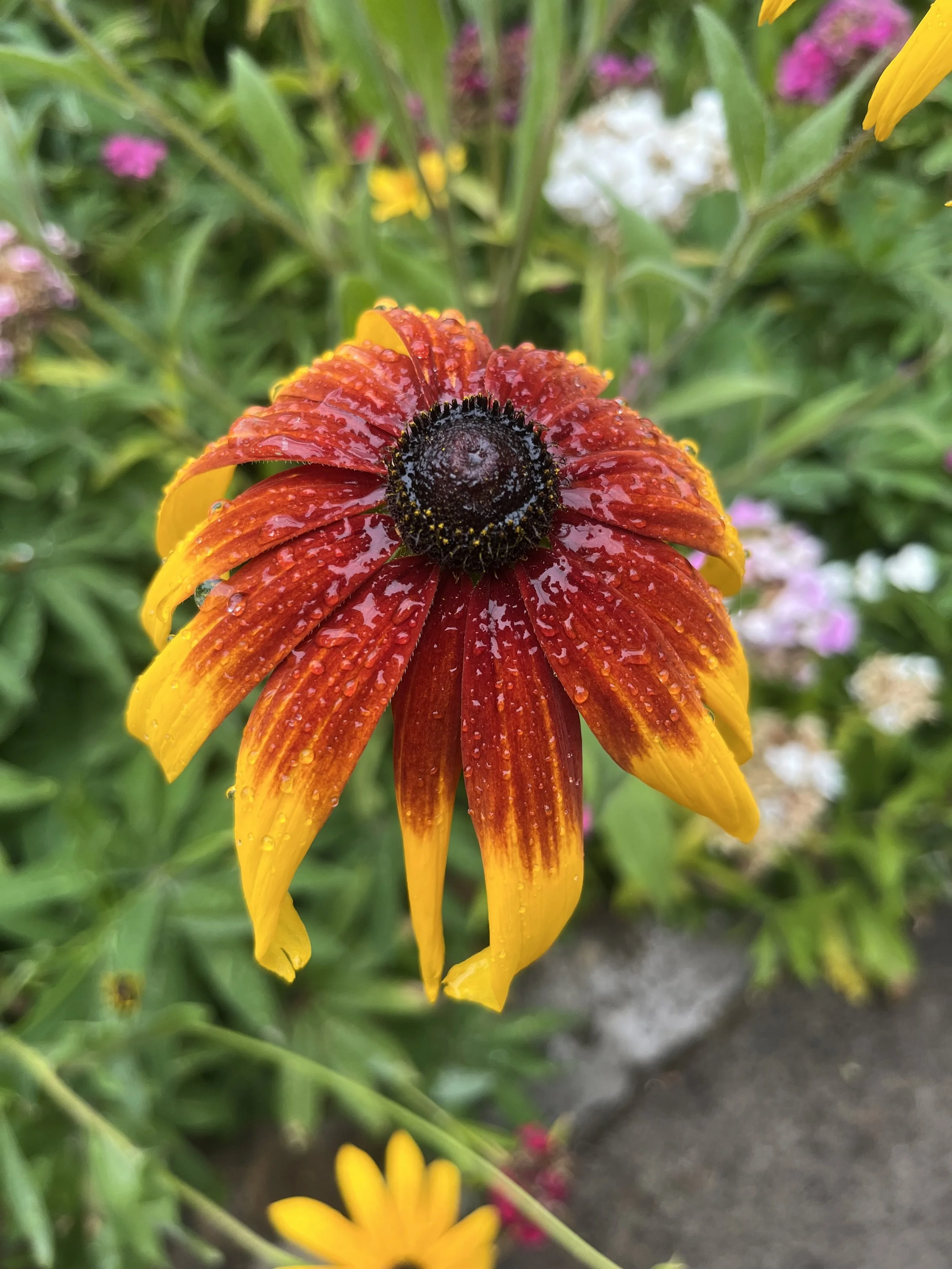 IMG_8870.jpeg