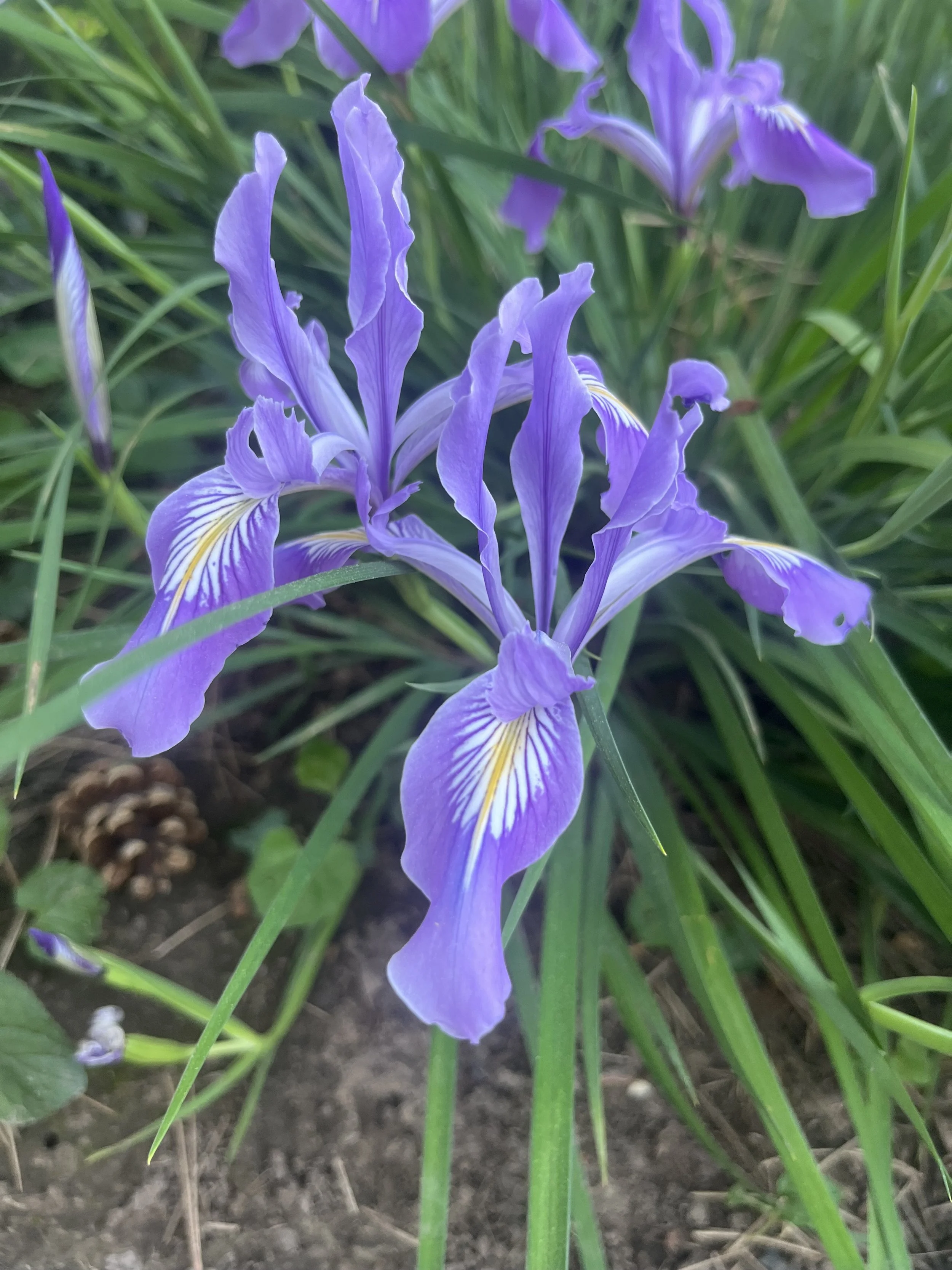 IMG_7946.jpeg