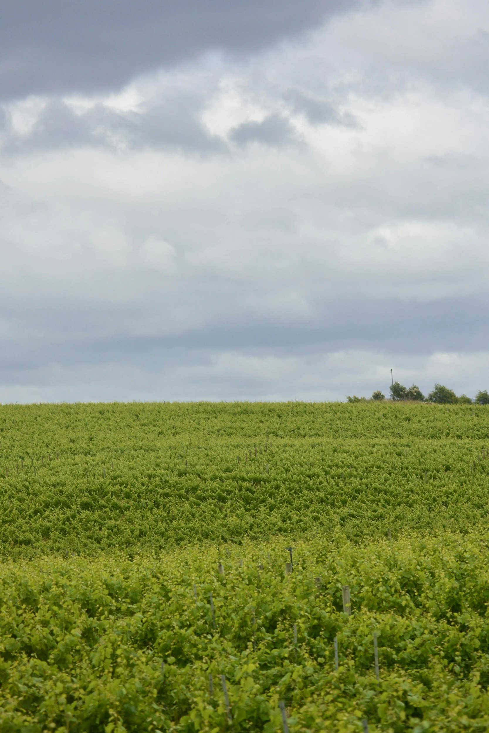 A vast green crop under a cloudy sky with dark gray and white clouds.