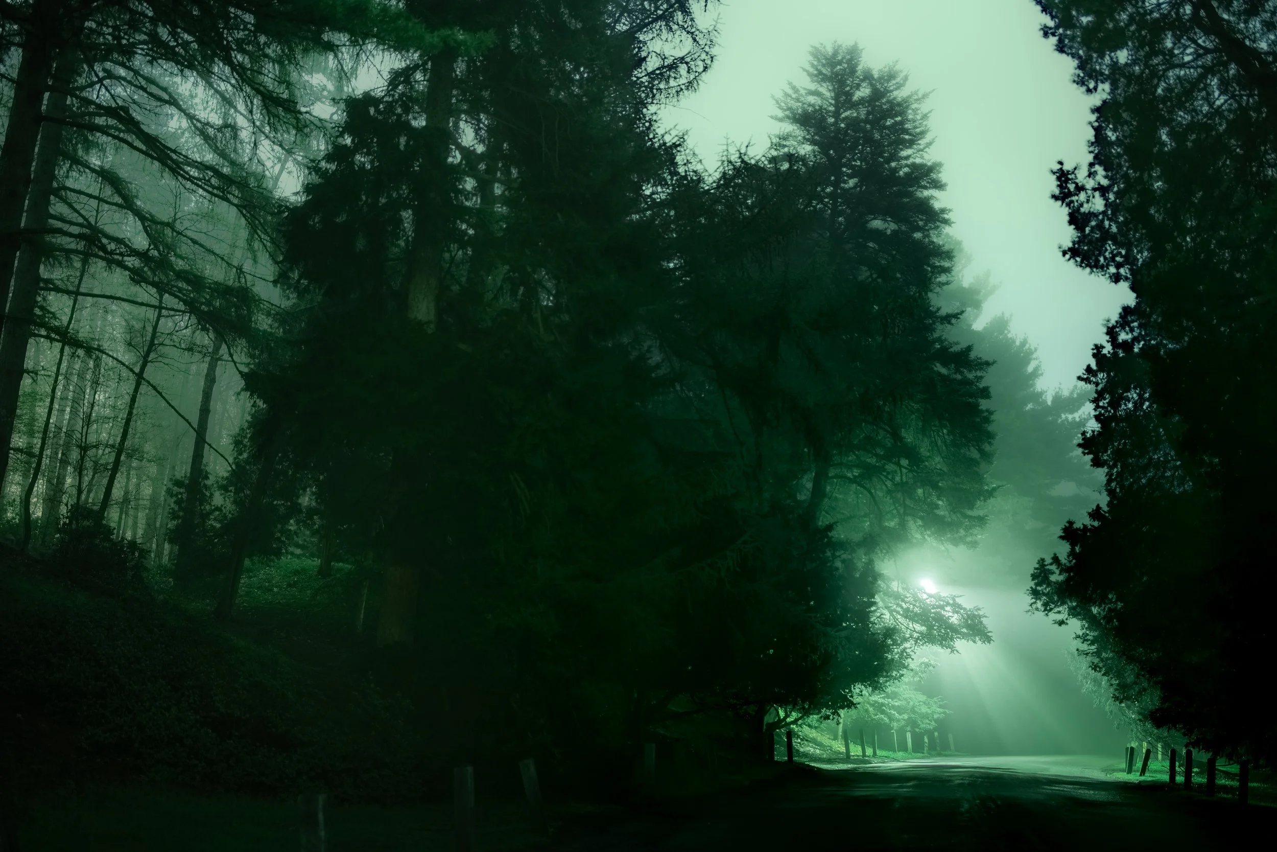 Highland Fog.jpg