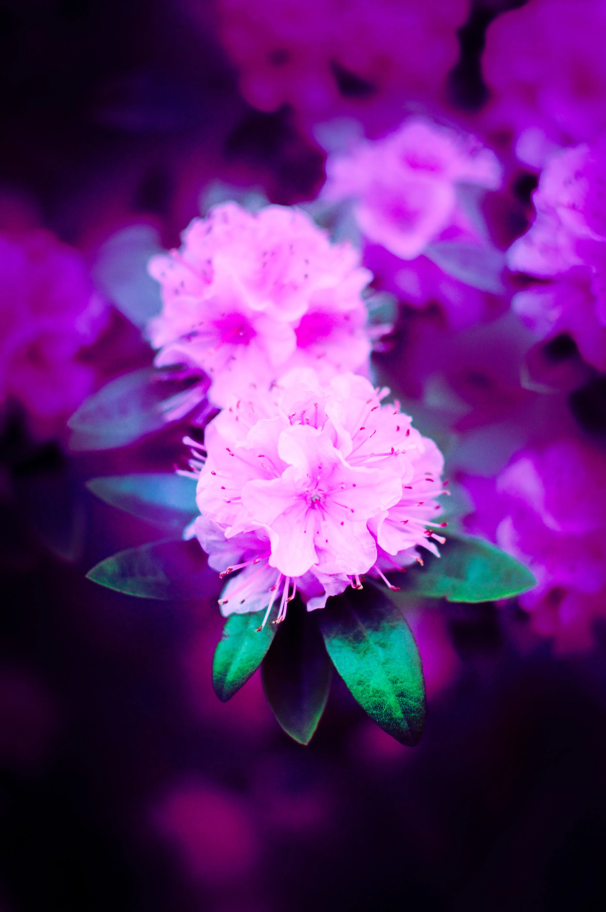 DSC_6761.jpg
