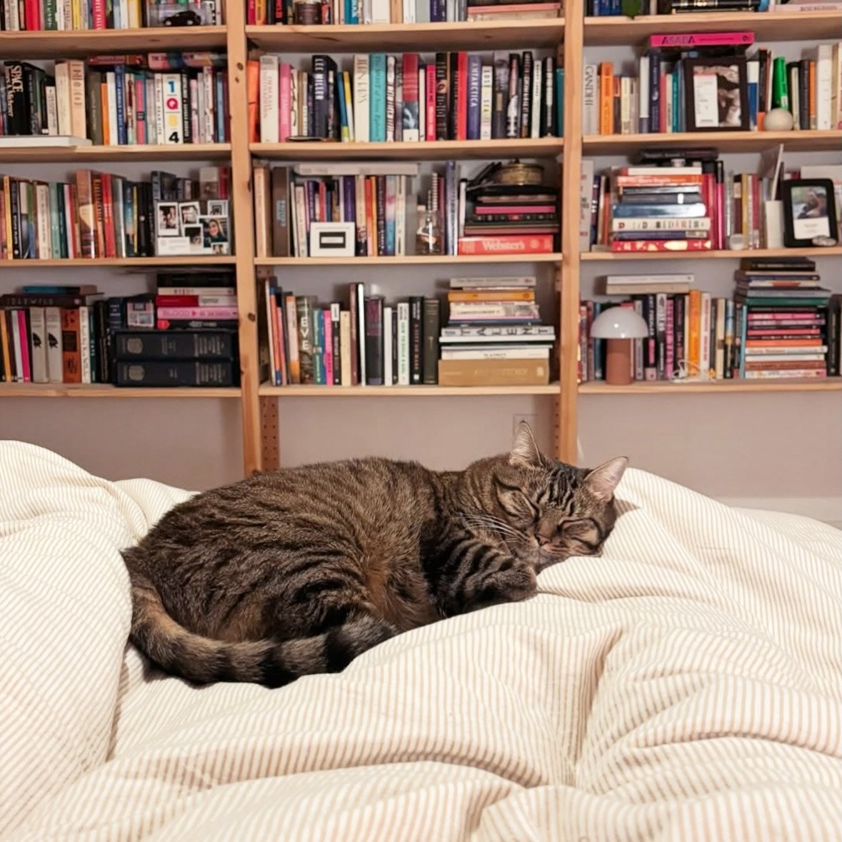 Happy #internationalcatday to all of these bookish beauties 🐈&zwj;⬛🐈