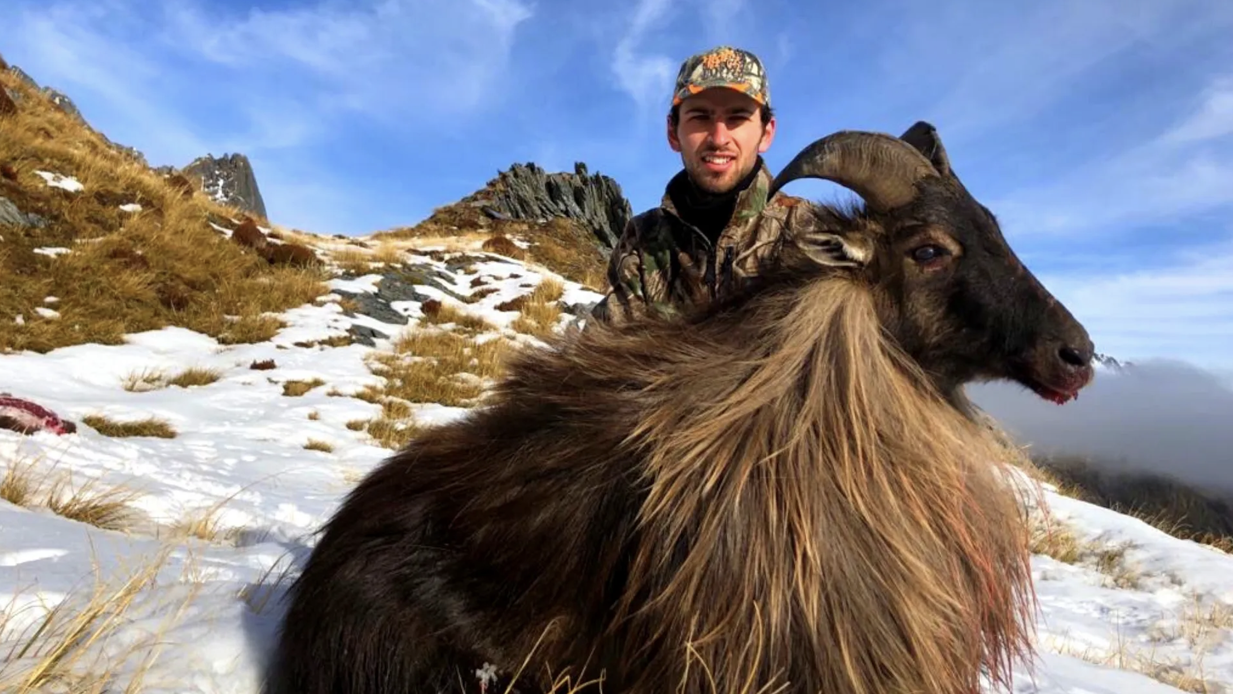 History of Himalayan Tahr in New Zealand
