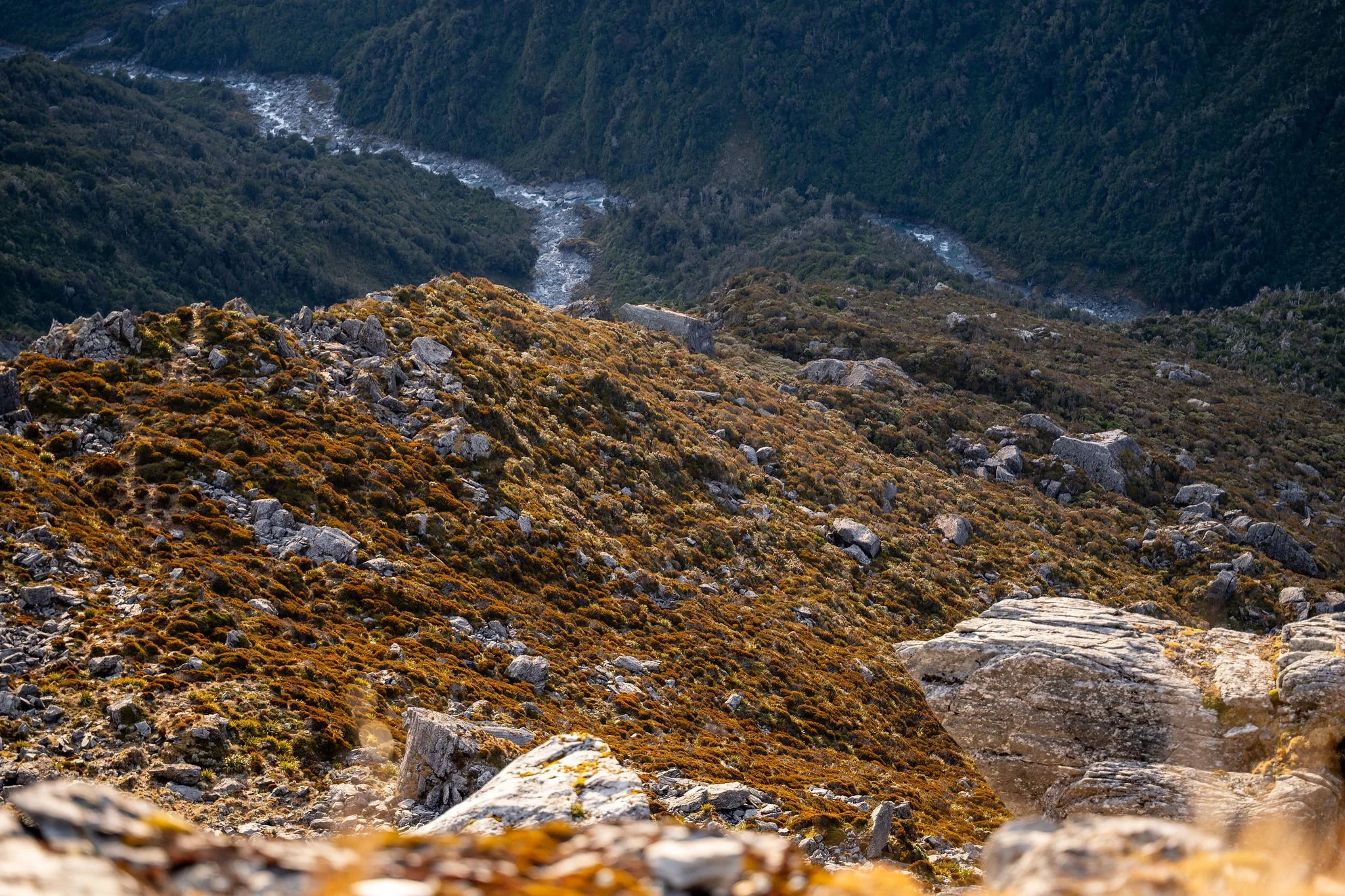 JE_WILDS_Bull_Tahr_Hunting_2024-24.jpg