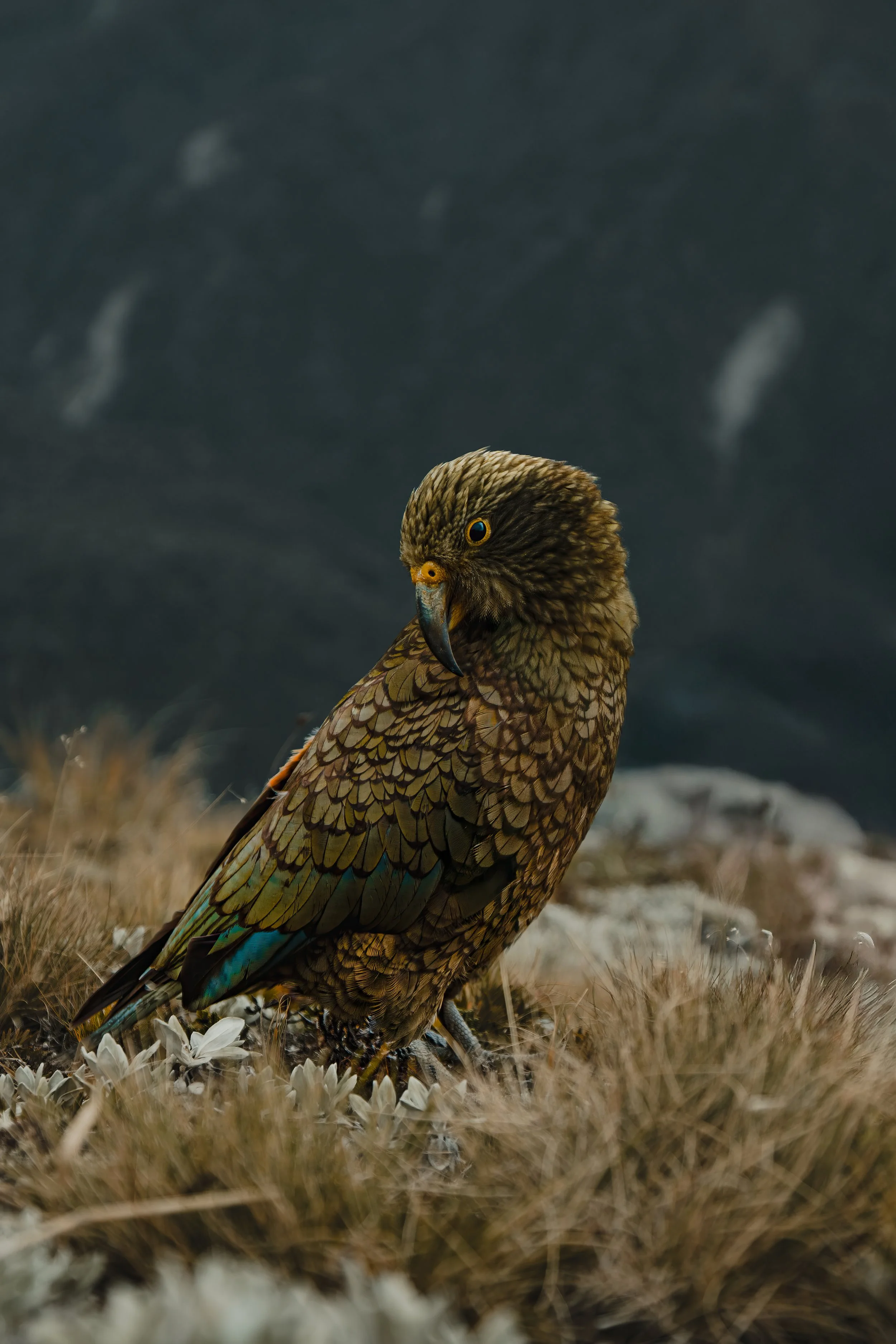 JE-Wilds_West_Coast_Collab_2025-253.jpg