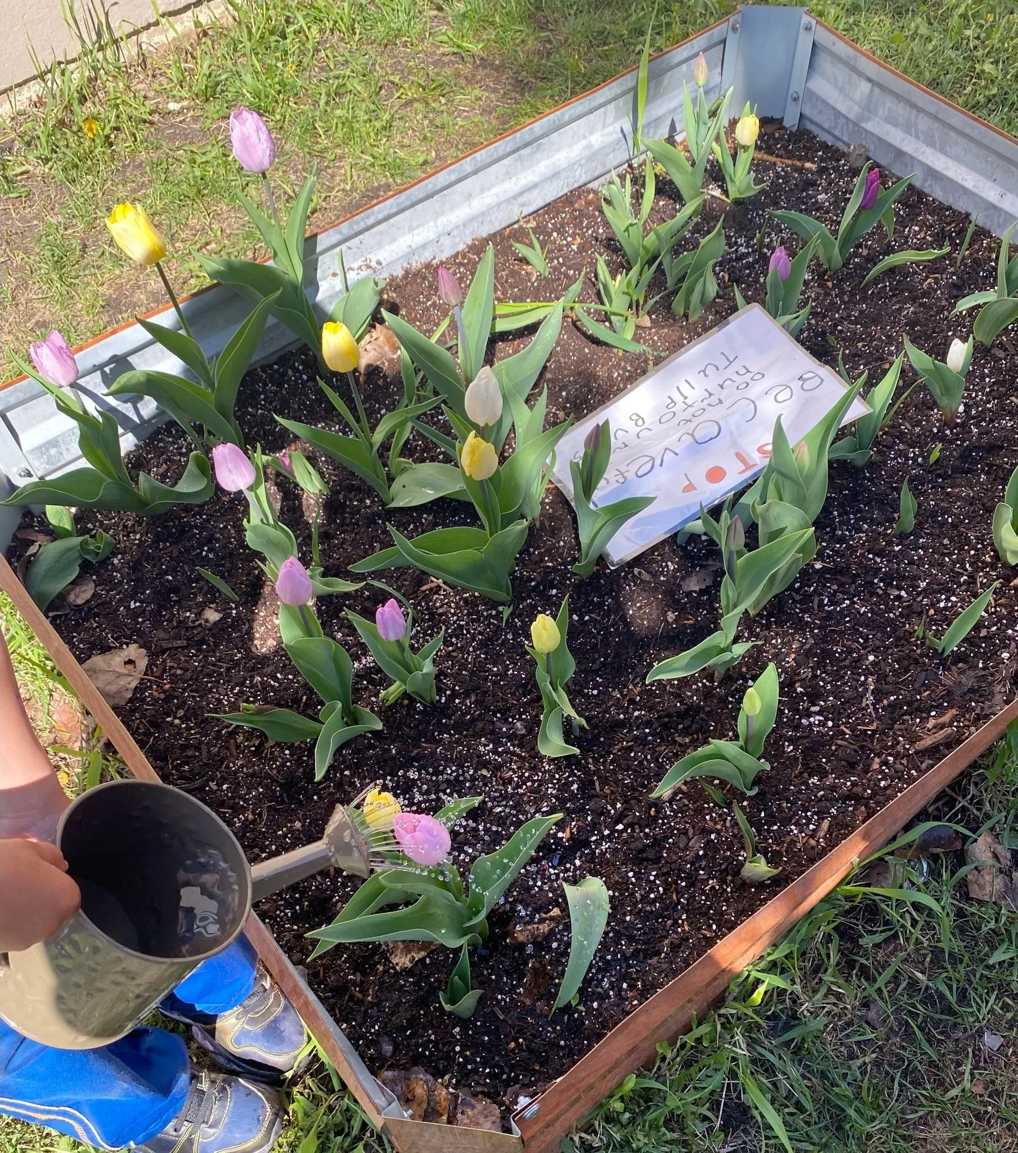 A person wearing blue jeans and sneakers is watering tulips planted in a metallic raised garden bed with a gravelly dirt soil, surrounded by grass.