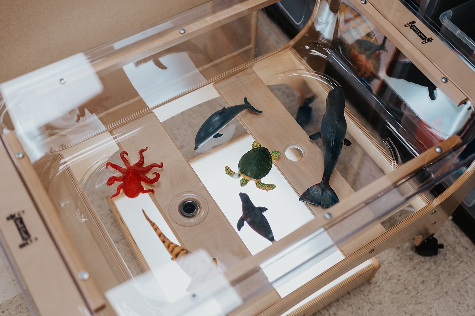 A clear wooden box with a glass top displaying various toy animals including a red octopus, a yellow and black-striped snake, a green turtle, a black seal, a black orca, a black dolphin, and a blue whale.