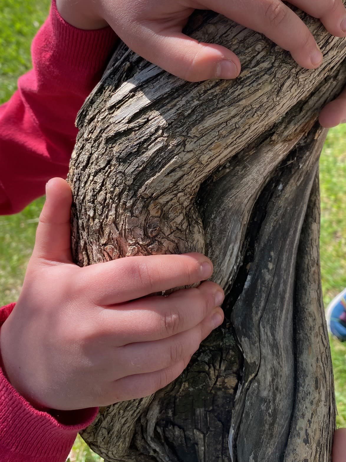 Close-up of two children’s hands touching a large, weathered tree trunk outdoors, with grass in the background.