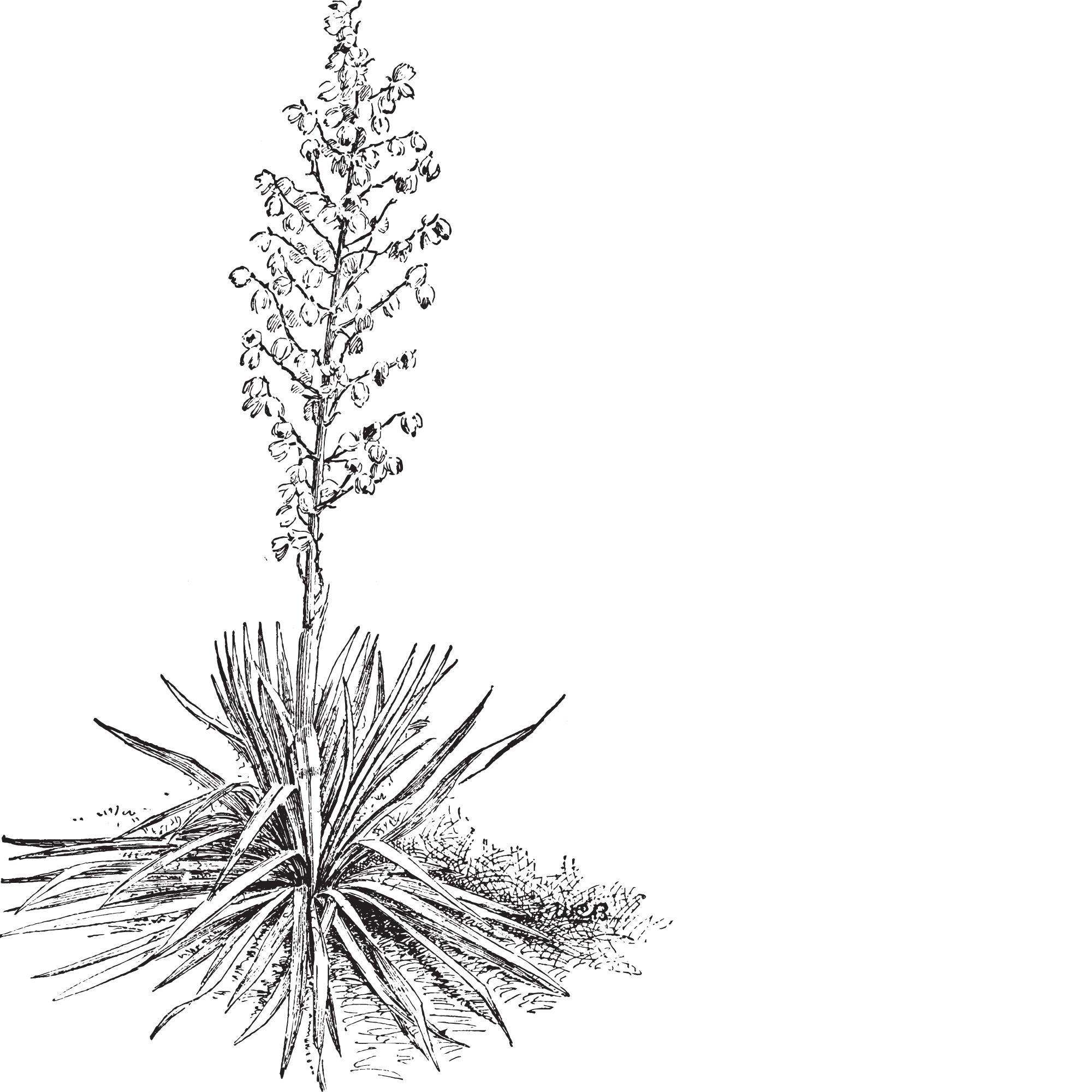 Illustration of a flowering plant with tall spike and cluster of small rounded flowers at the top, roots and grass at the bottom, on a black background.