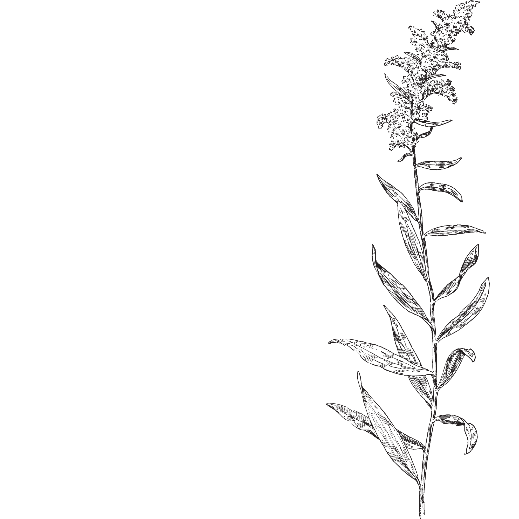 A black and white illustration of a flowering plant, possibly lavender.