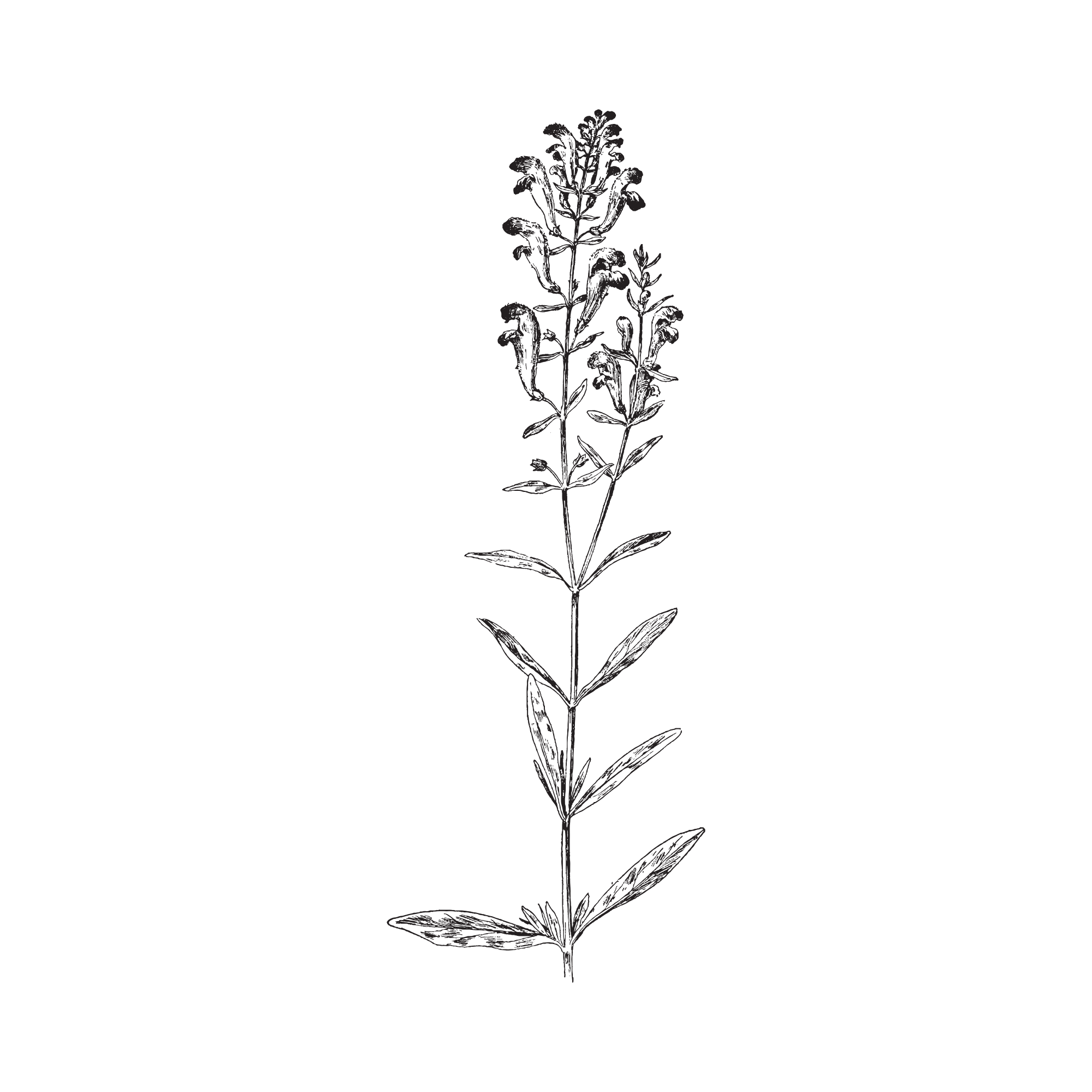 A black and white botanical illustration of a flowering plant with multiple stems, leaves, and clustered flowers.