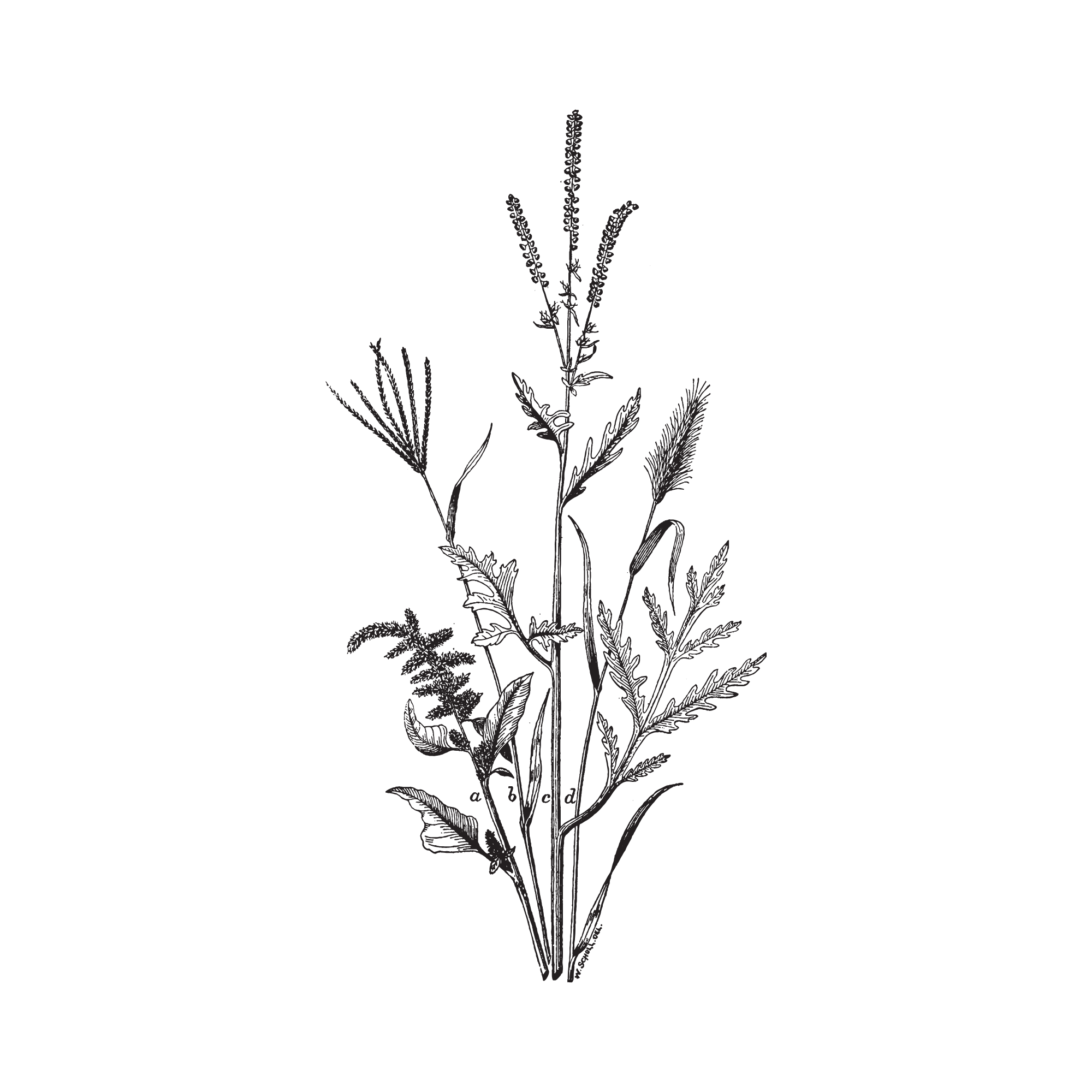 Drawing of various herbs, including lavender and other plants, with labeled parts.