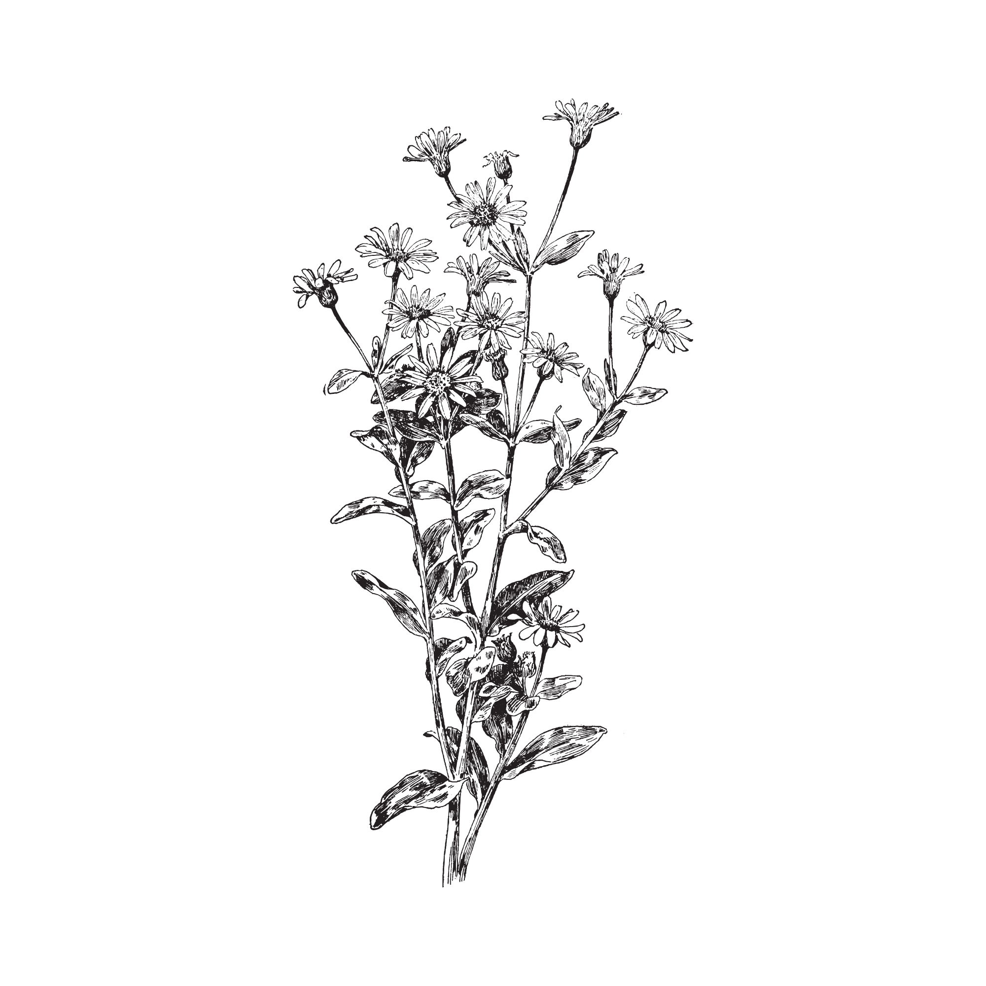 Black and white line drawing of a flowering plant with multiple stems, leaves, and flowers.
