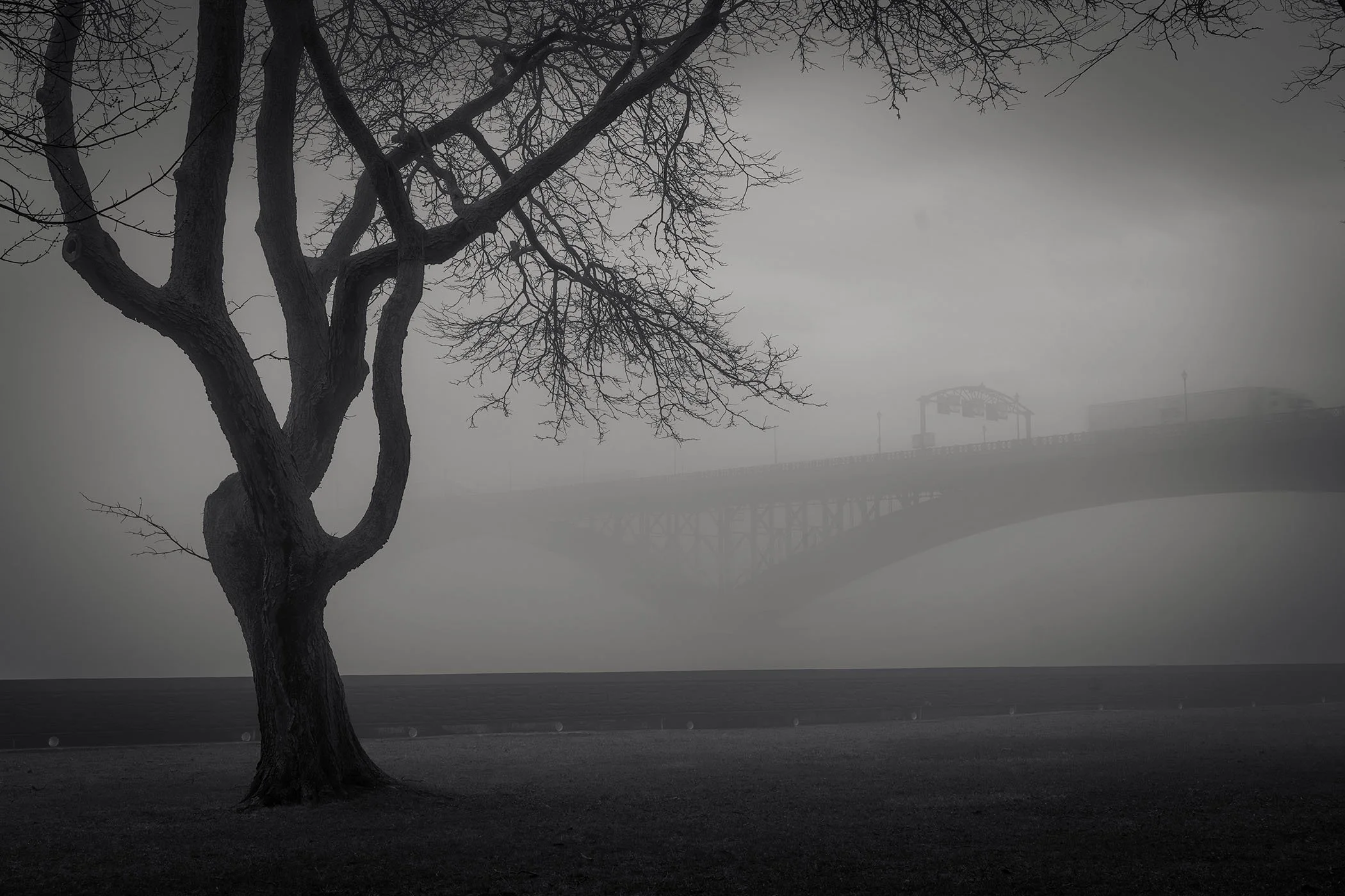 A leafless tree stands on a foggy landscape with the Peace Bridge in the background, all shrouded in dense fog.