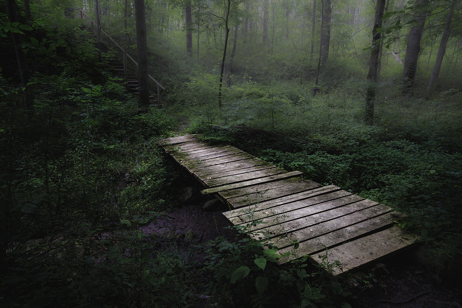 Wooden footbridge in a dense, green forest with trees and shrubs.