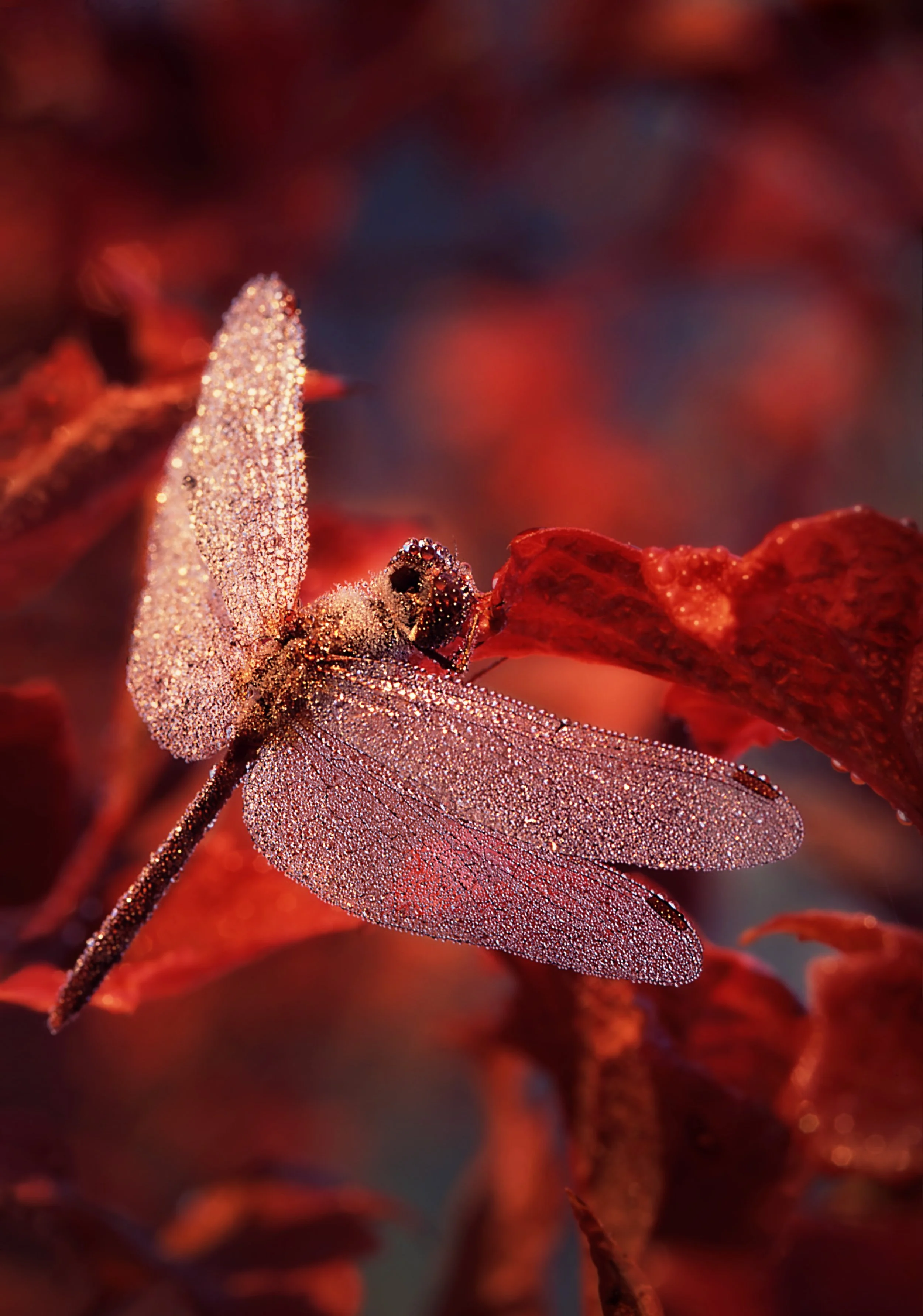Close-up of a dragonfly covered in dew resting on red autumn leaves.