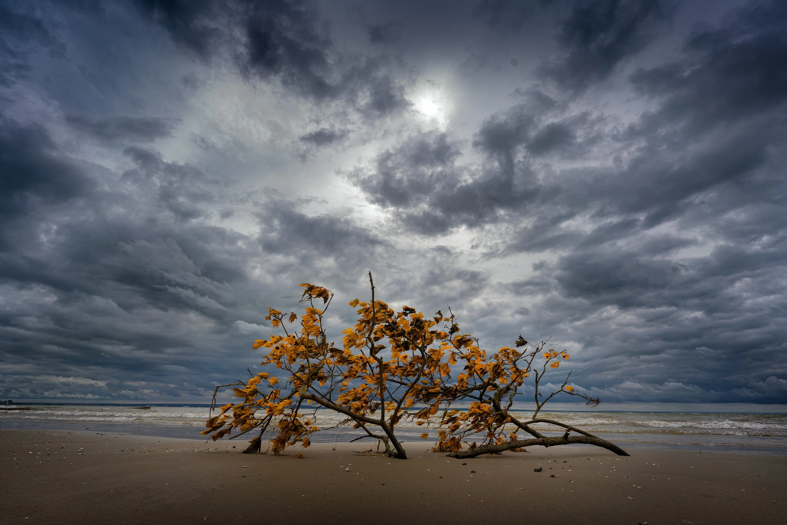 Autumn tree with yellow leaves on a beach under a cloudy, dark sky with the sun partially visible.