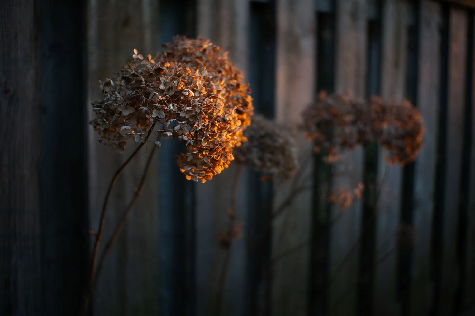 Dried hydrangea flowers illuminated by warm sunlight against a dark wooden fence.
