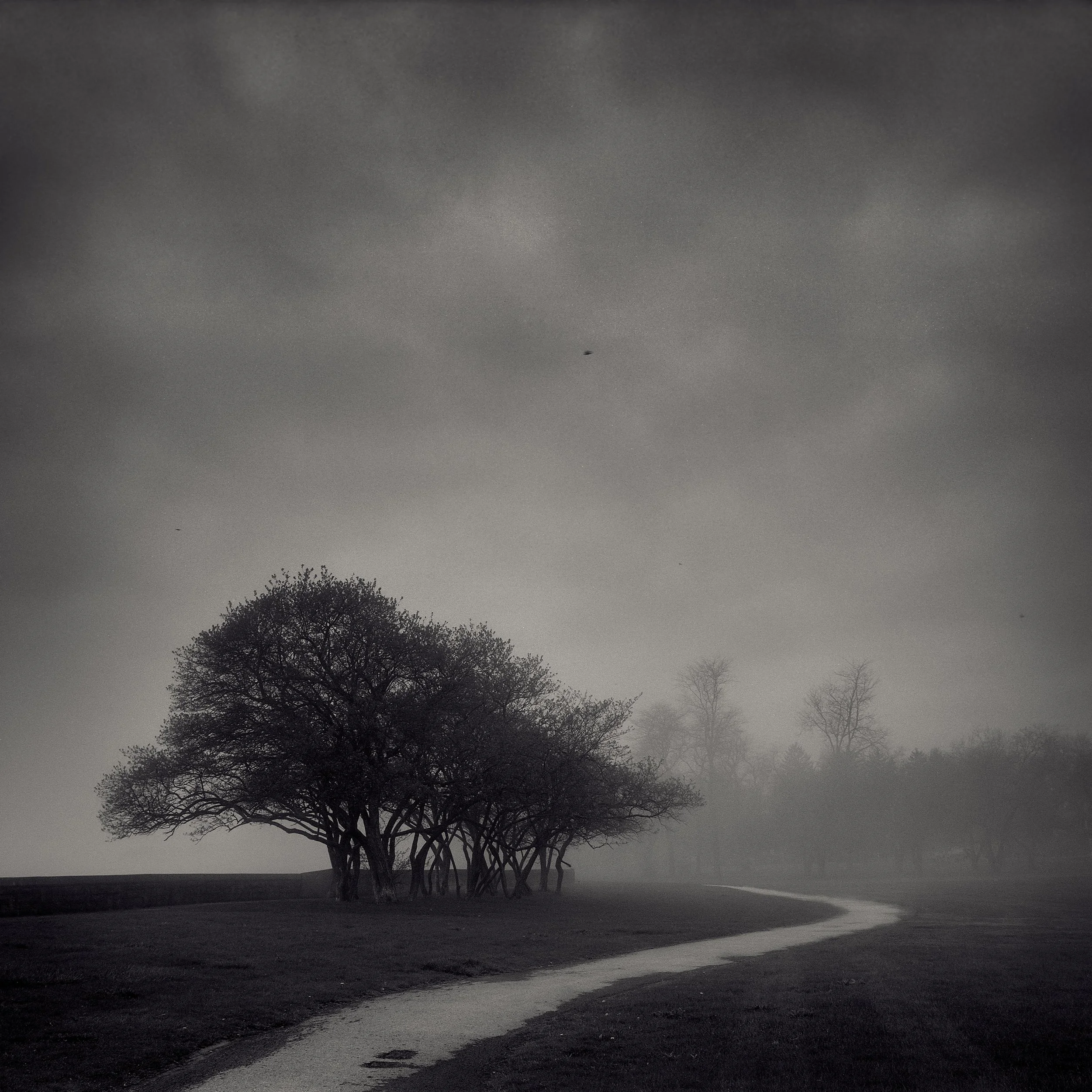 Silhouetted trees along a curved road at dusk with a cloudy sky overhead.