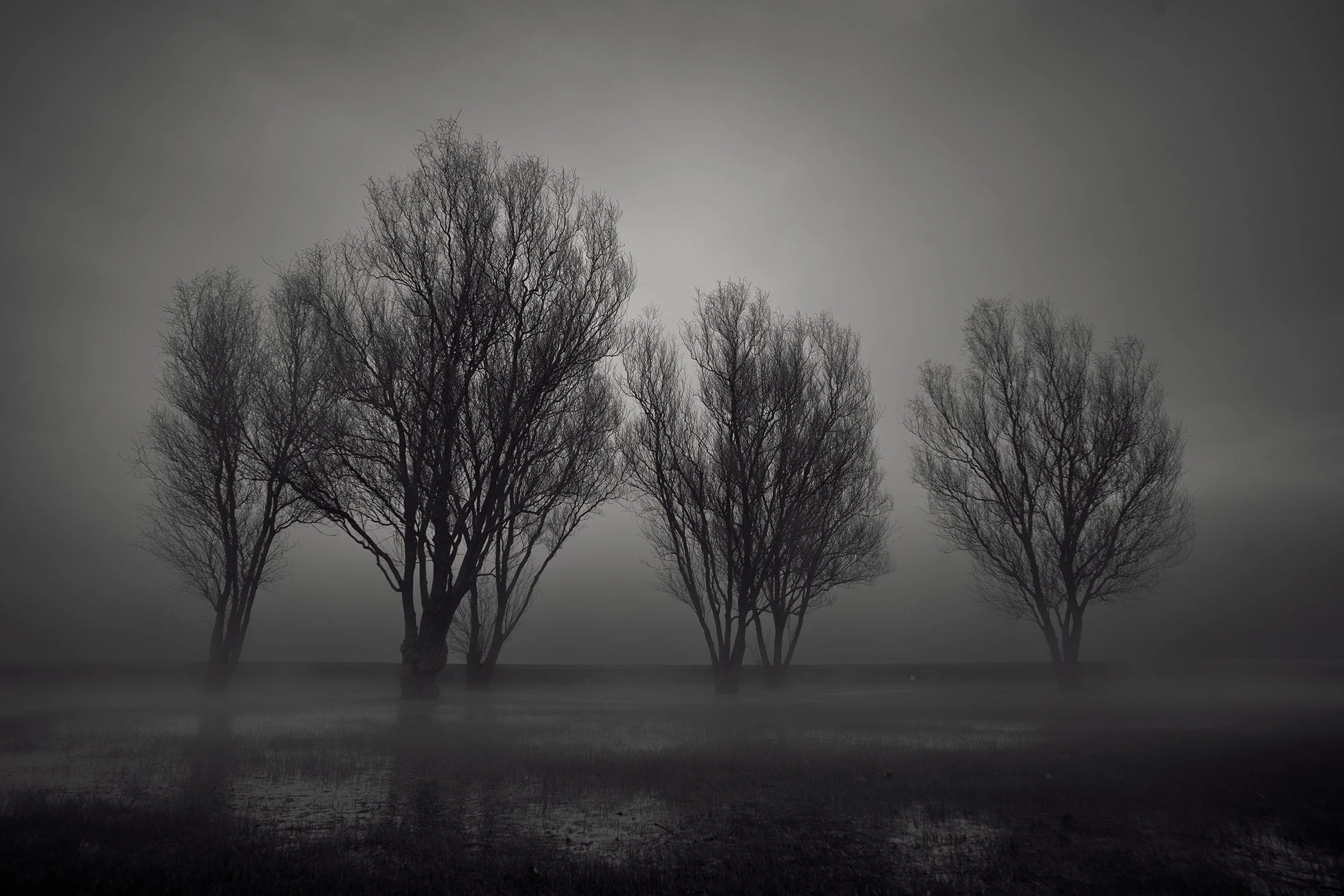 Four leafless trees standing near a body of water on a foggy, overcast day.