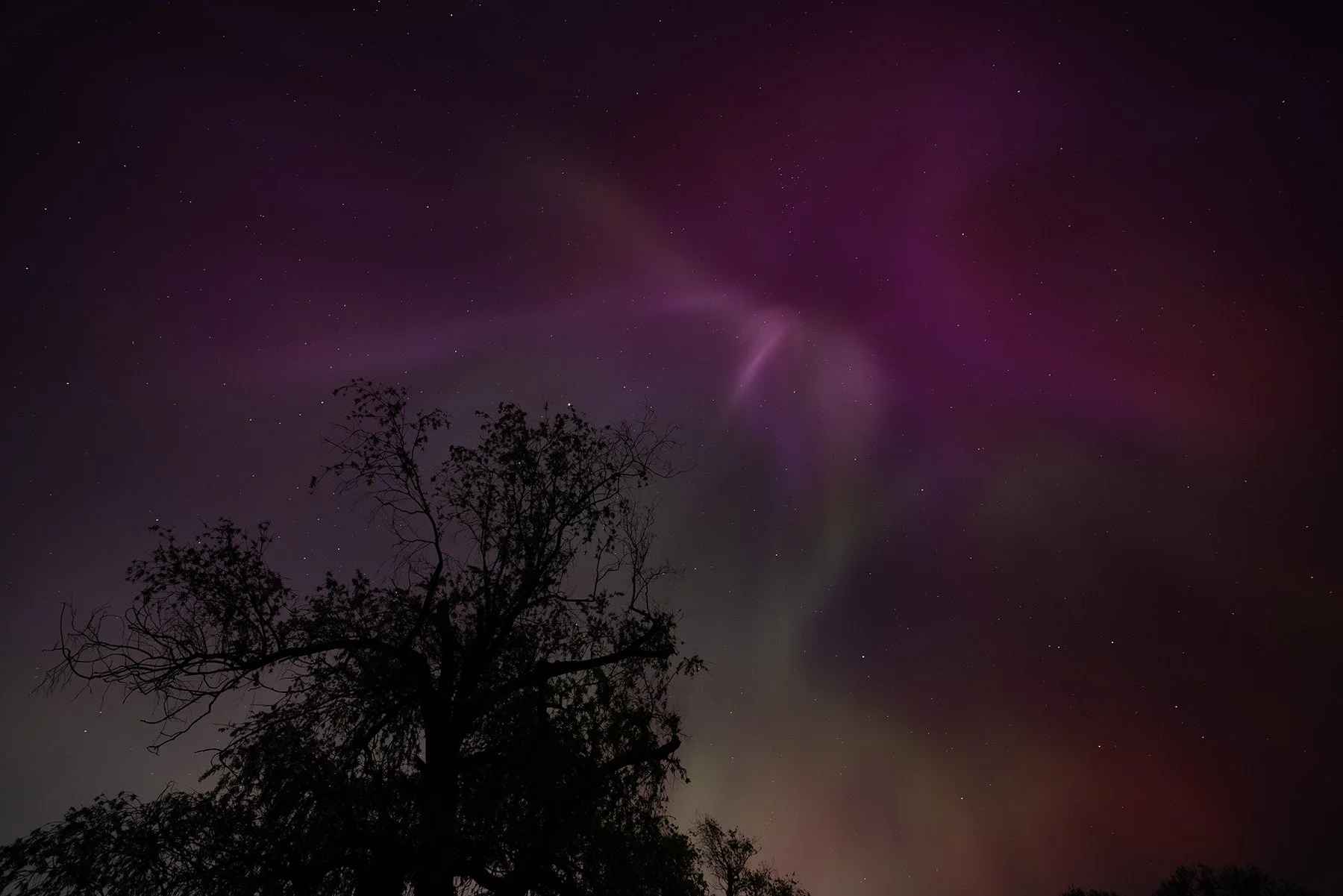 Night sky with pink aurora and numerous stars, silhouette of a tree in the foreground.