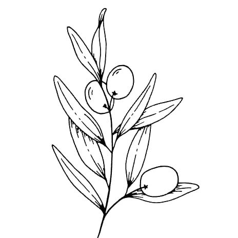 Line drawing of an olive branch with leaves and olives.