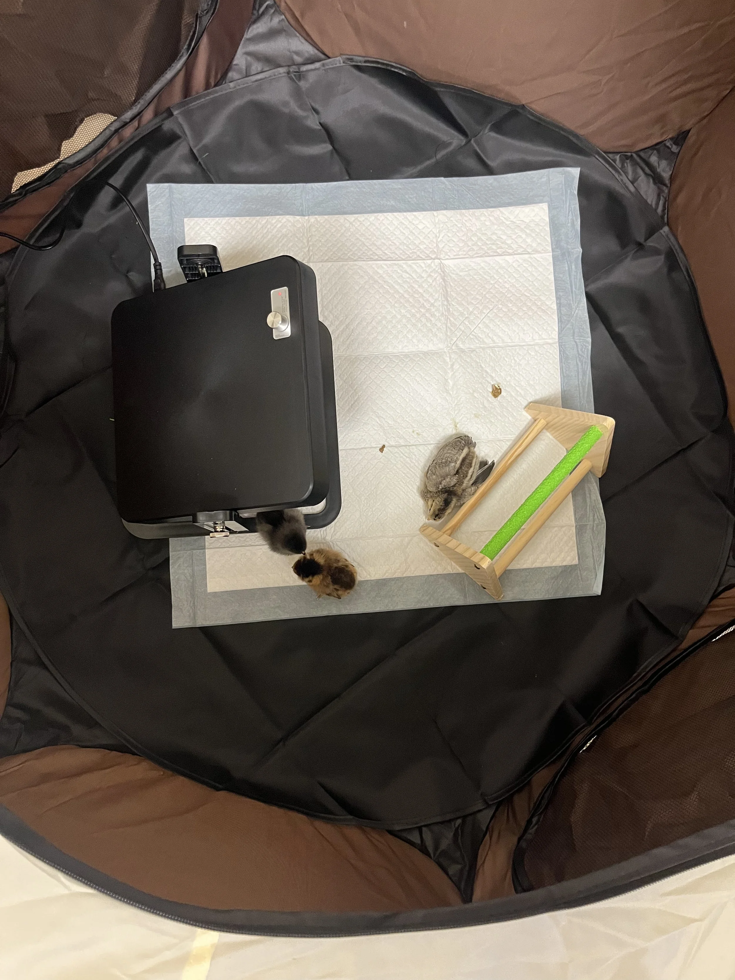 Small bird lying on a paper towel inside a black carrier, surrounded by a brown and black fabric lining, with pet grooming or trapping tools nearby.