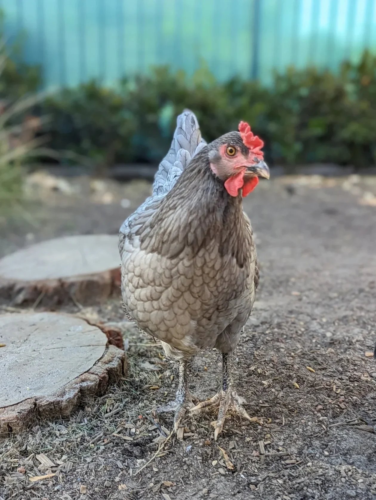 A chicken standing on dirt ground with a tree stump nearby, background of green plants and a blurry blue fence.