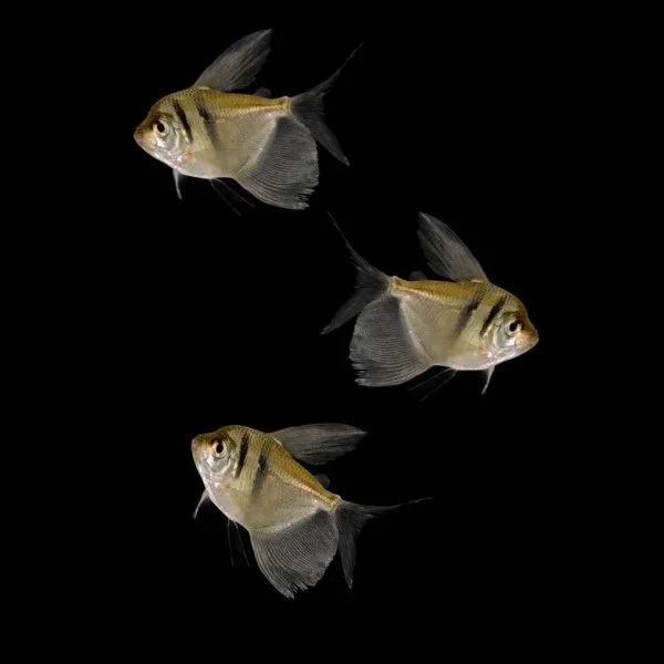 Three fish swimming in a black background, all facing different directions.