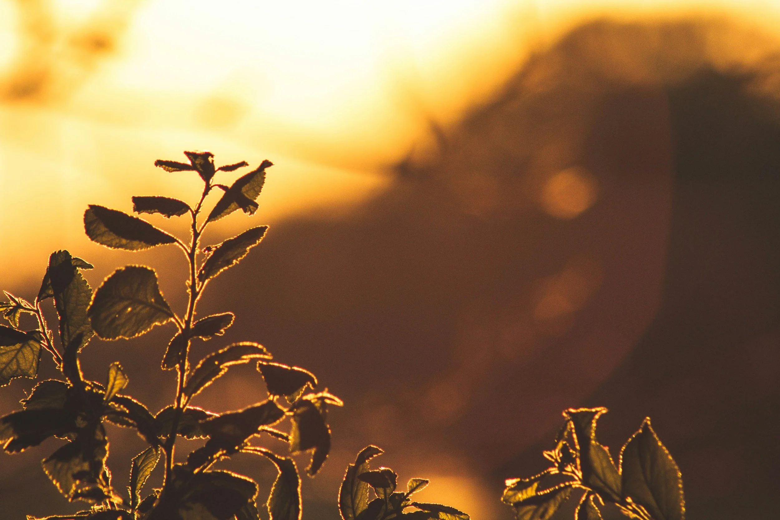 Close-up of plant leaves silhouette against a golden sunset background.