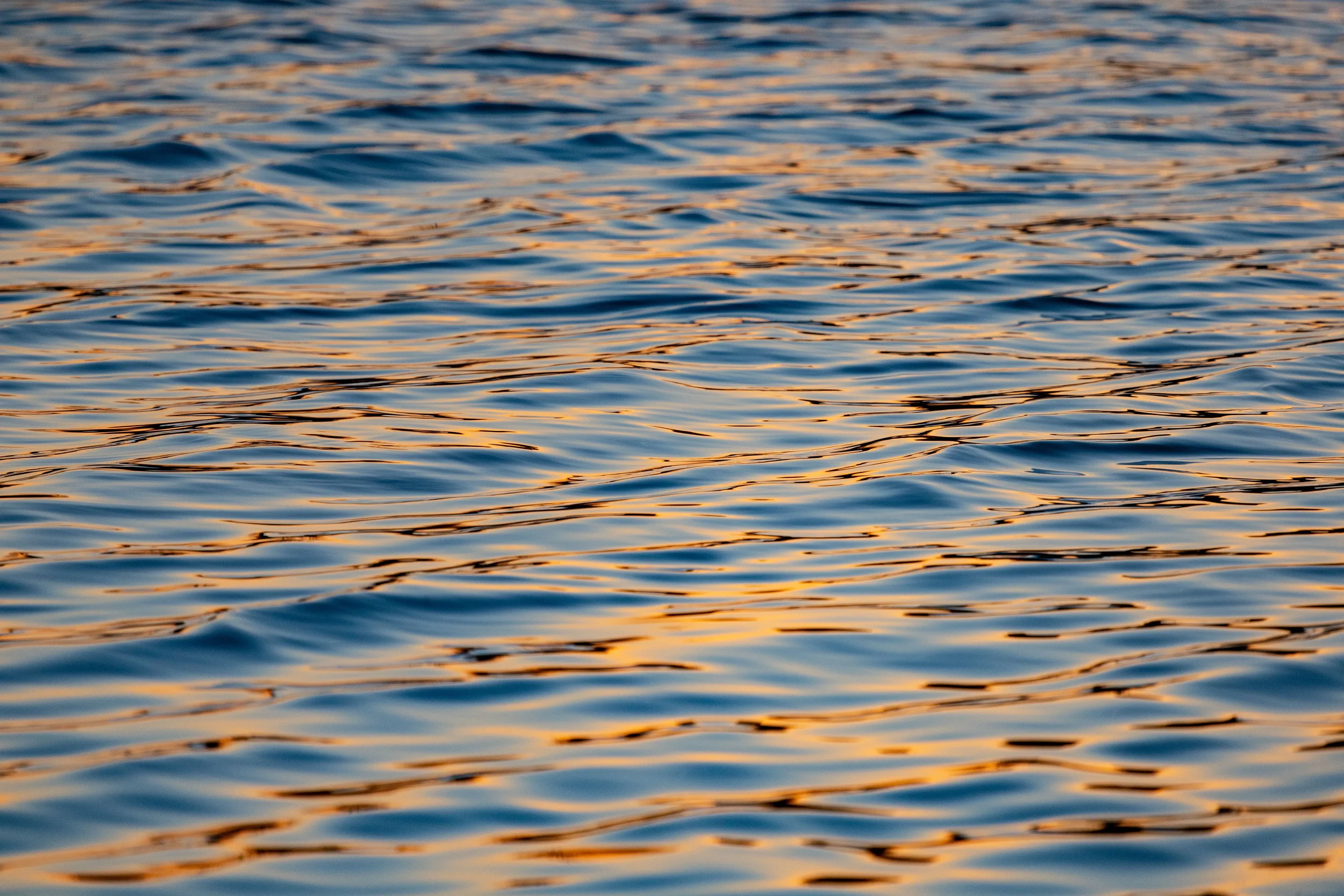 Calm water with gentle ripples, illuminated by warm light.