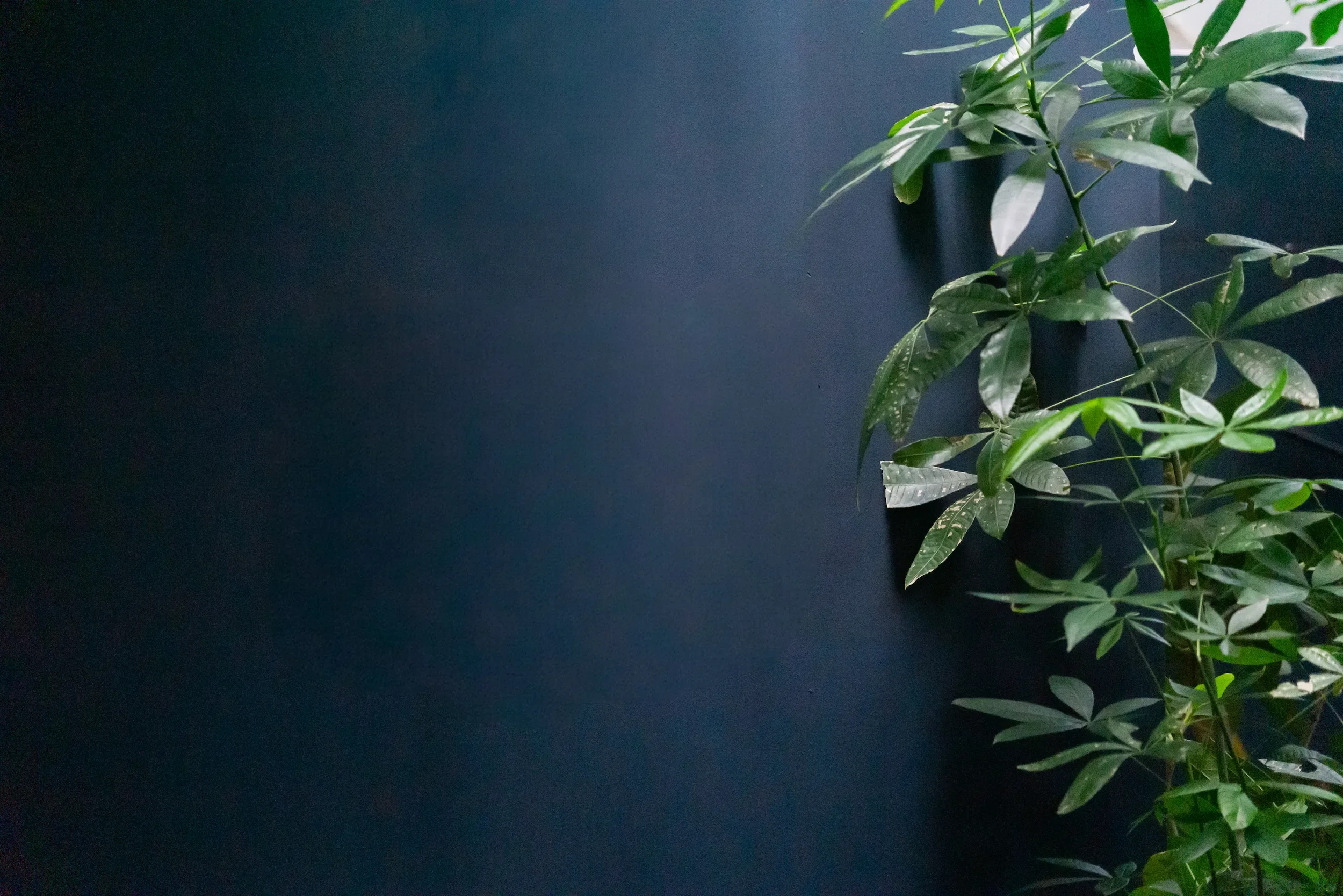 Indoor houseplant with green leaves in a black pot against a dark blue wall.