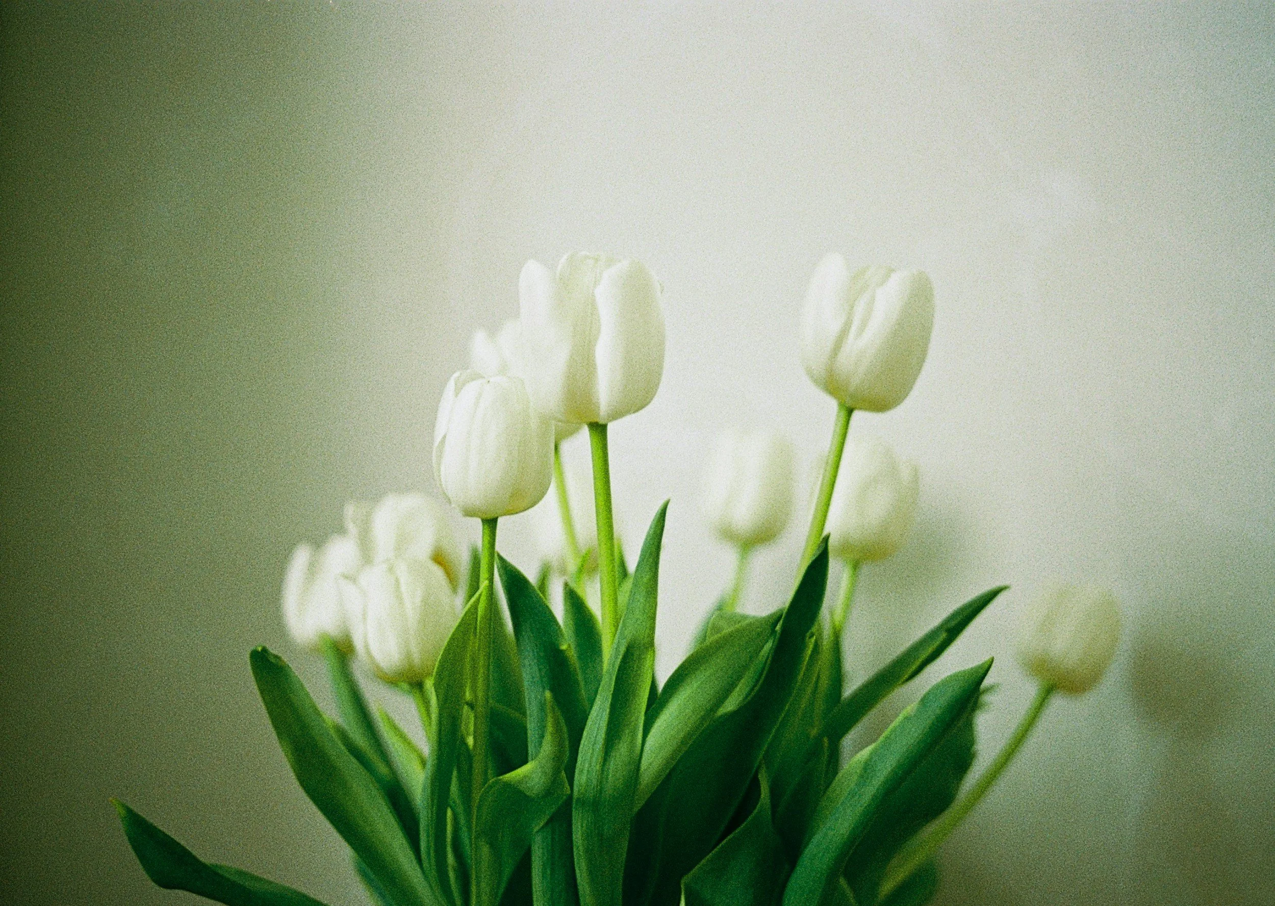 White tulips in a vase with green leaves against a blurred light background.