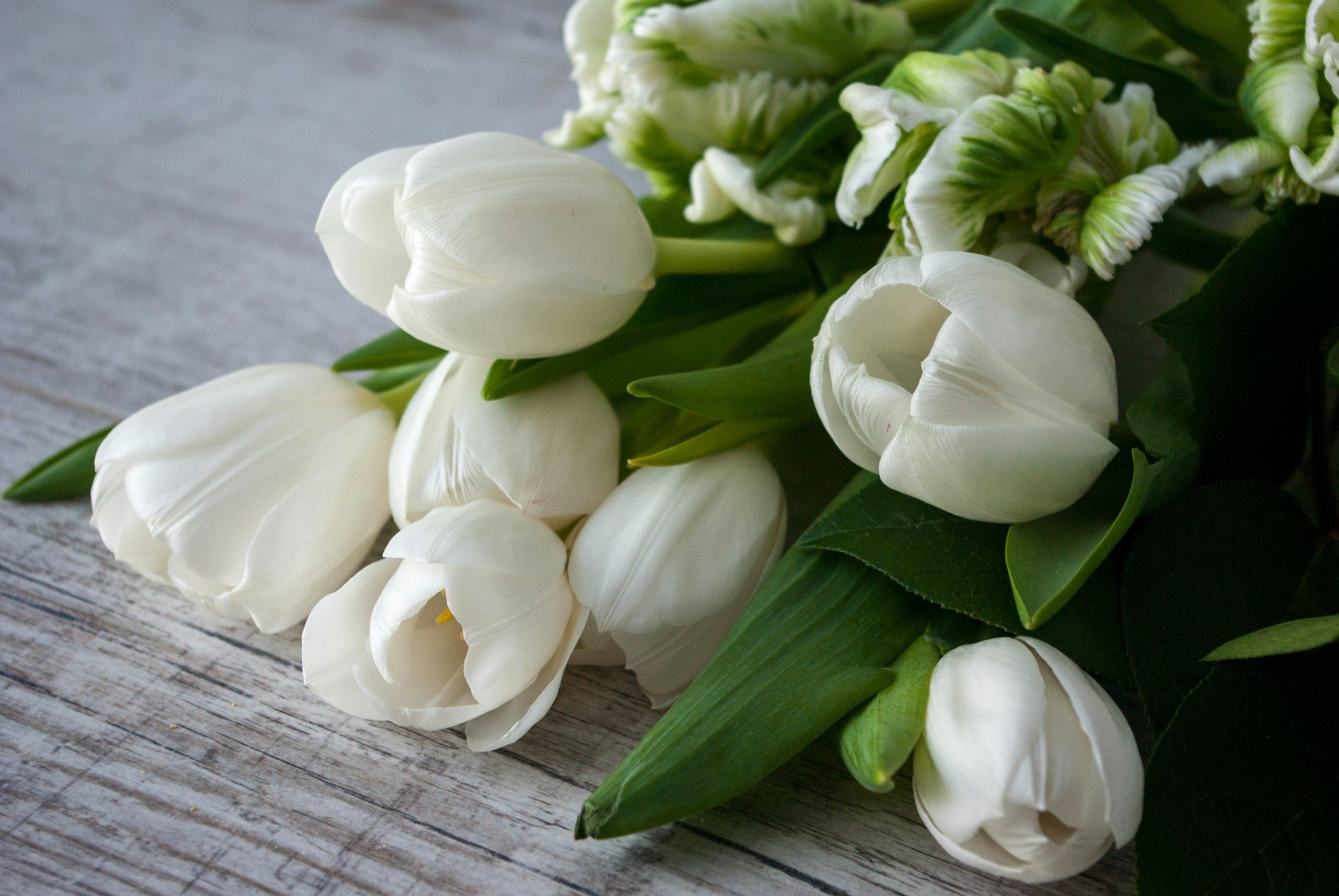 Close-up of white tulips with green leaves on a rustic wooden surface.