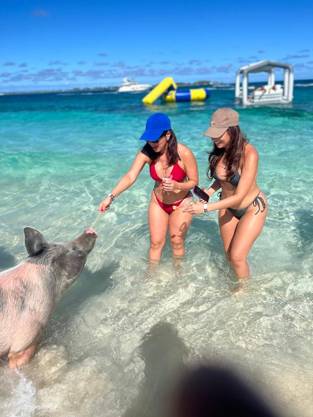 Swimming Pigs and Snorkling