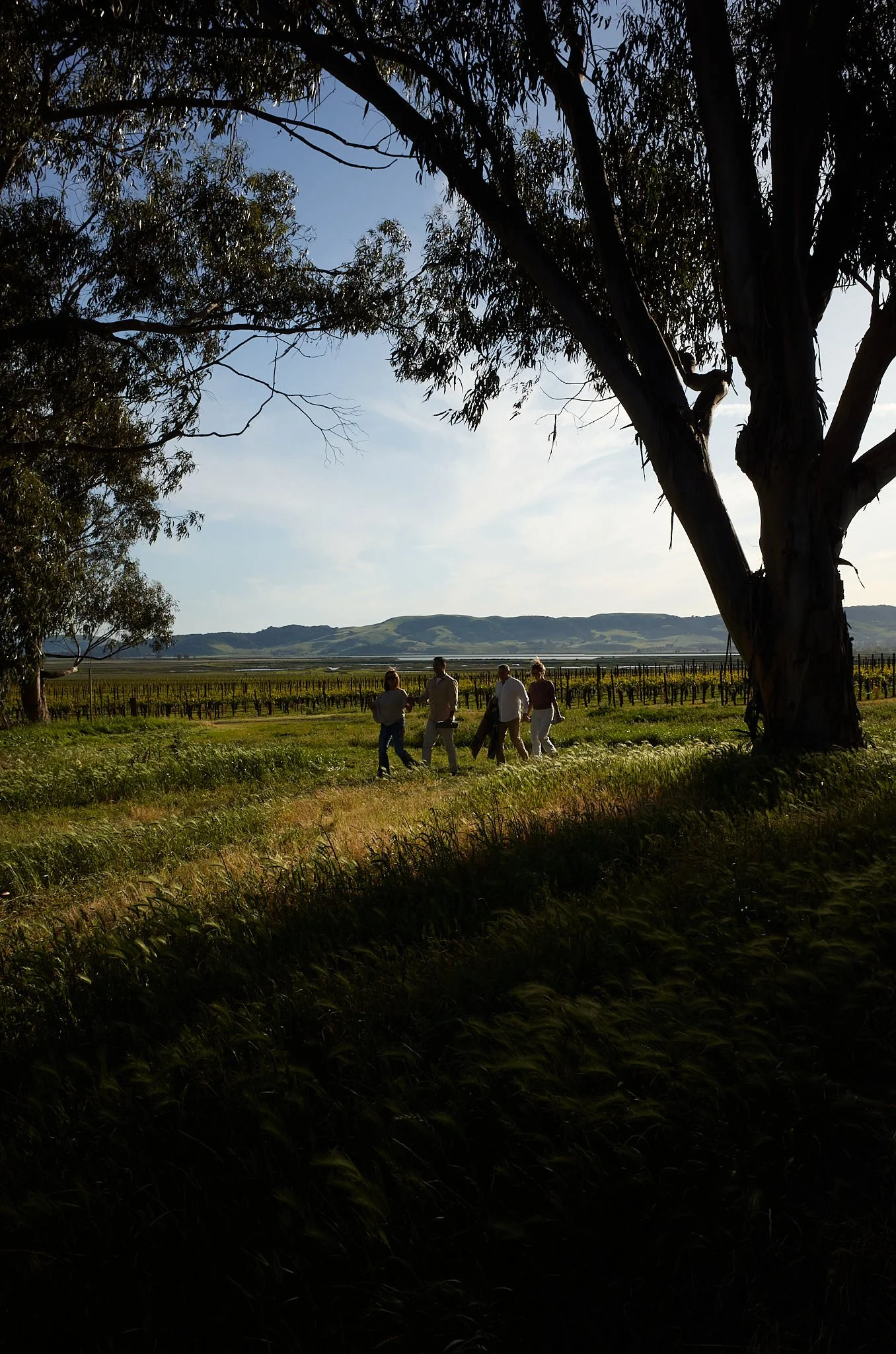 A large tree with a thick trunk and sprawling branches in a vineyard, with four people walking along a path beneath the tree, hills in the background, and a partly cloudy sky.