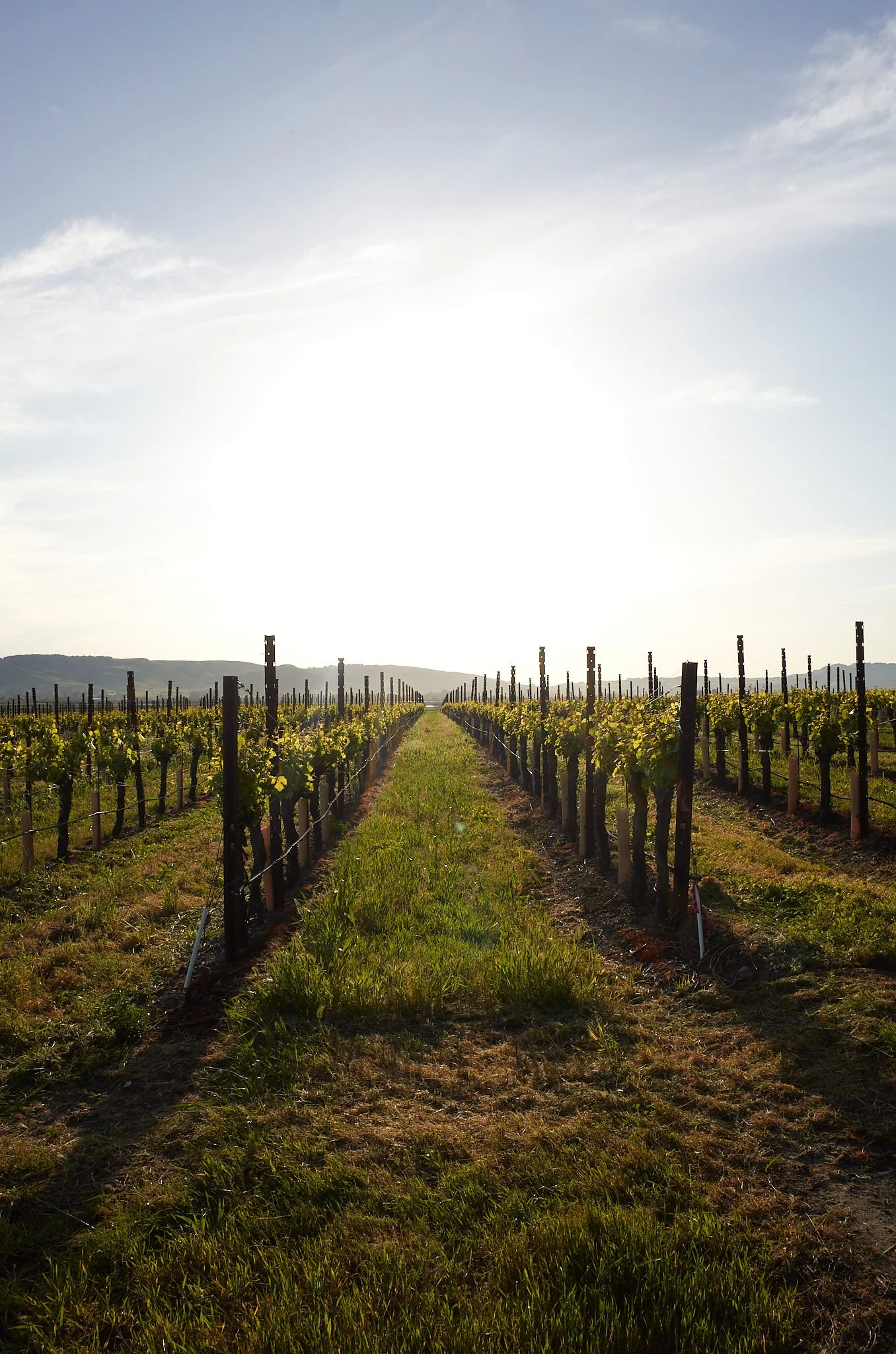 A vineyard with rows of grapevines supported by posts and wires, extending into the distance under a partly cloudy sky during the daytime.