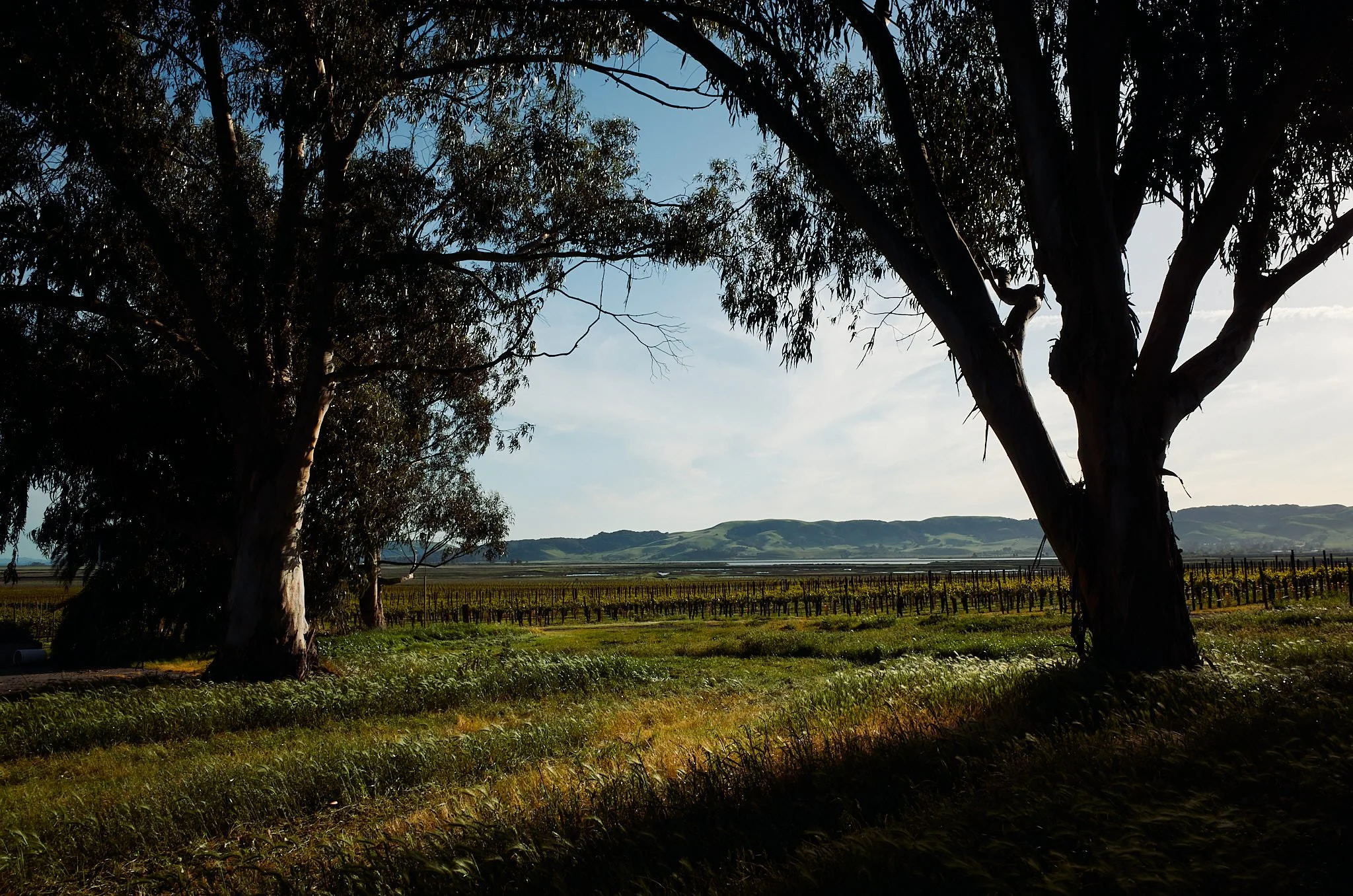 Silhouetted eucalyptus trees in the foreground with a vineyard and rolling hills in the background during daytime.