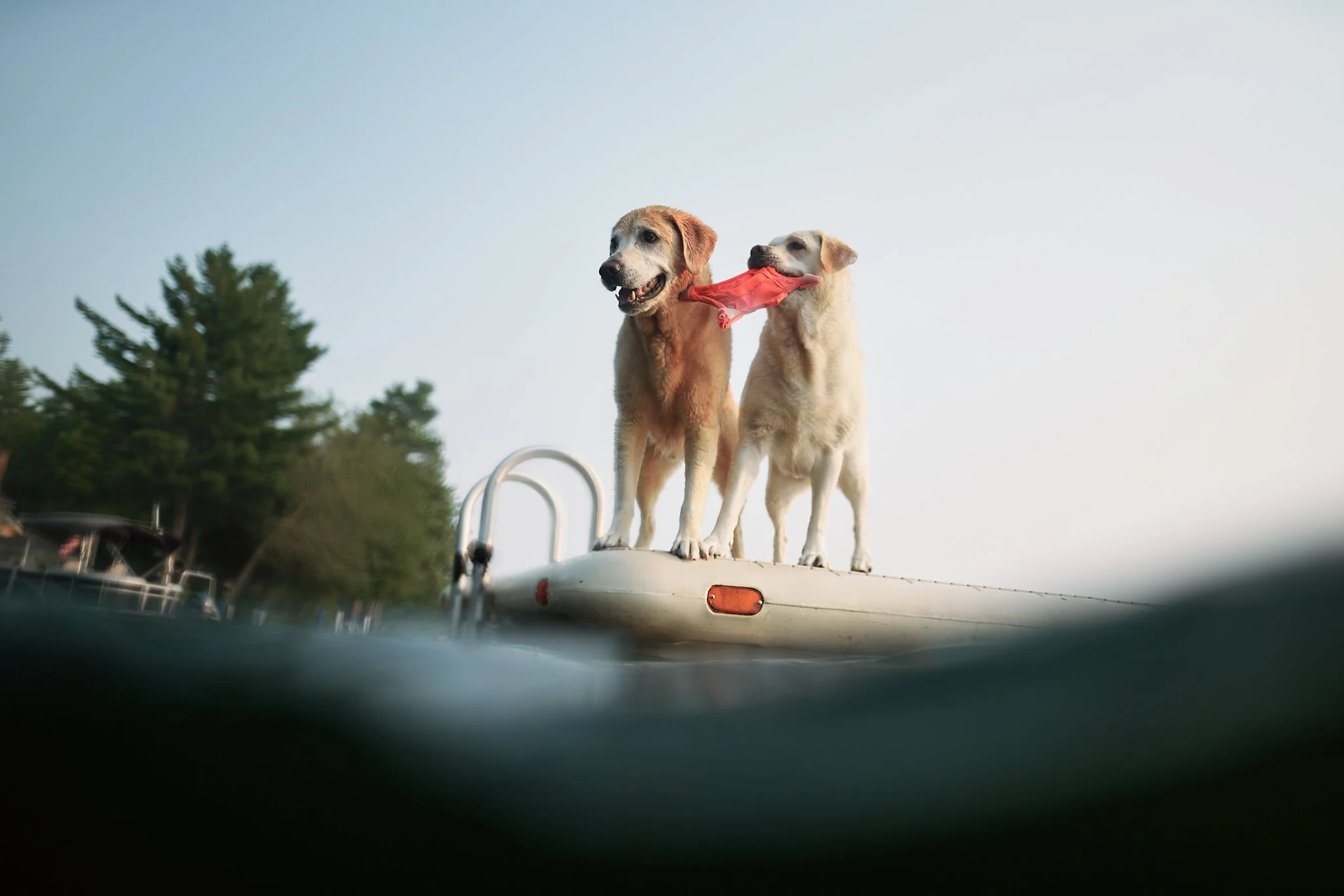 Two dogs standing on a boat with one holding a red object in its mouth, against a clear sky with trees in the background.