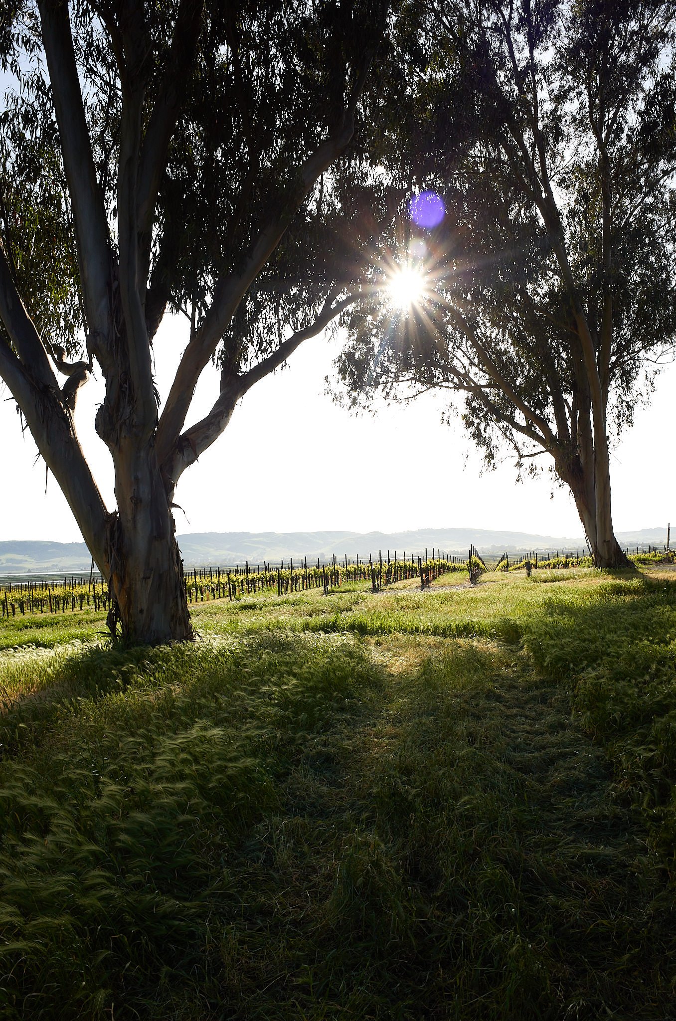 Sunlight shining through the branches of two large trees in a grassy field with a vineyard and distant hills in the background.