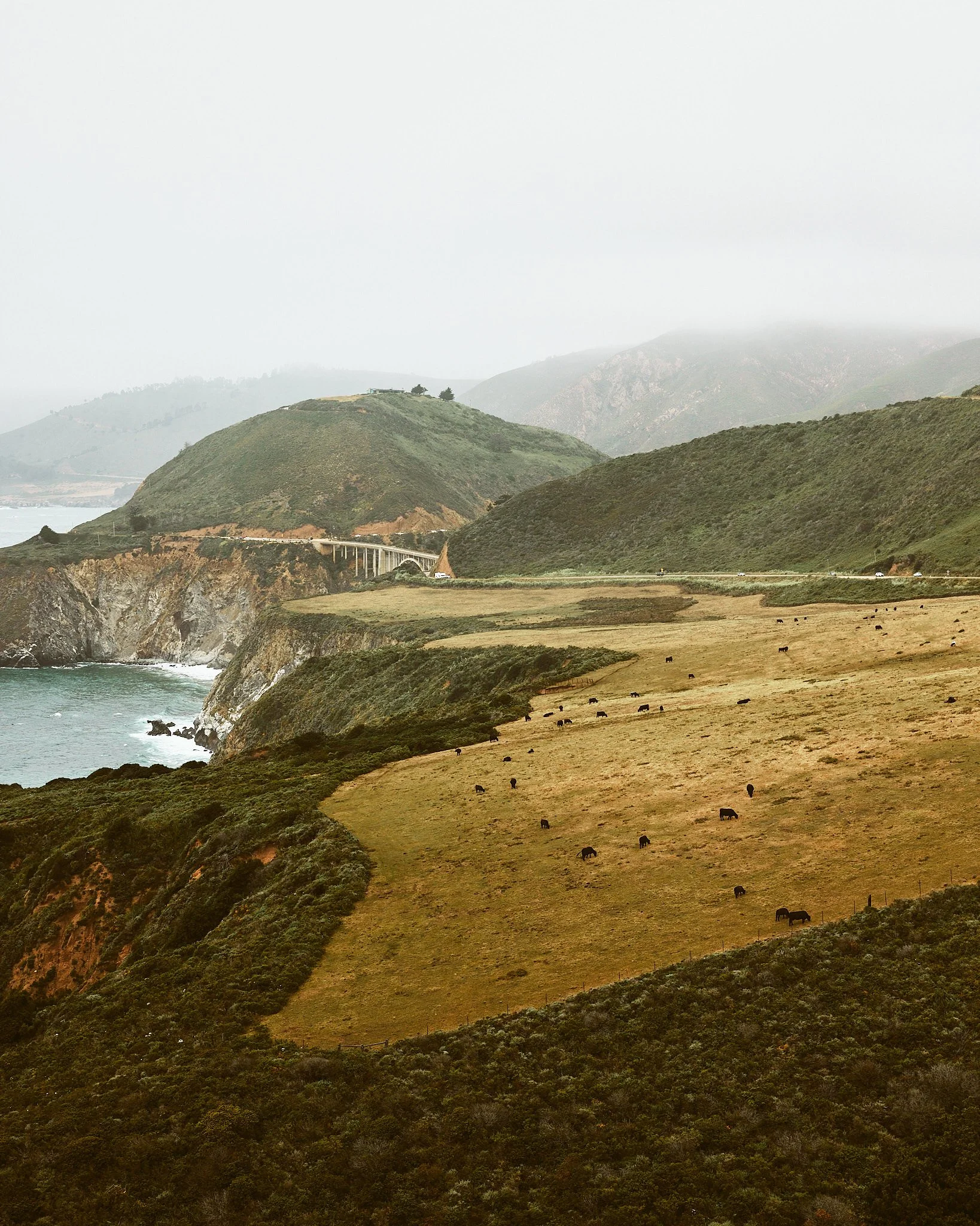 Hilly coastal landscape with green and brown hills, a bridge over a rocky shoreline, and cows grazing in a field.