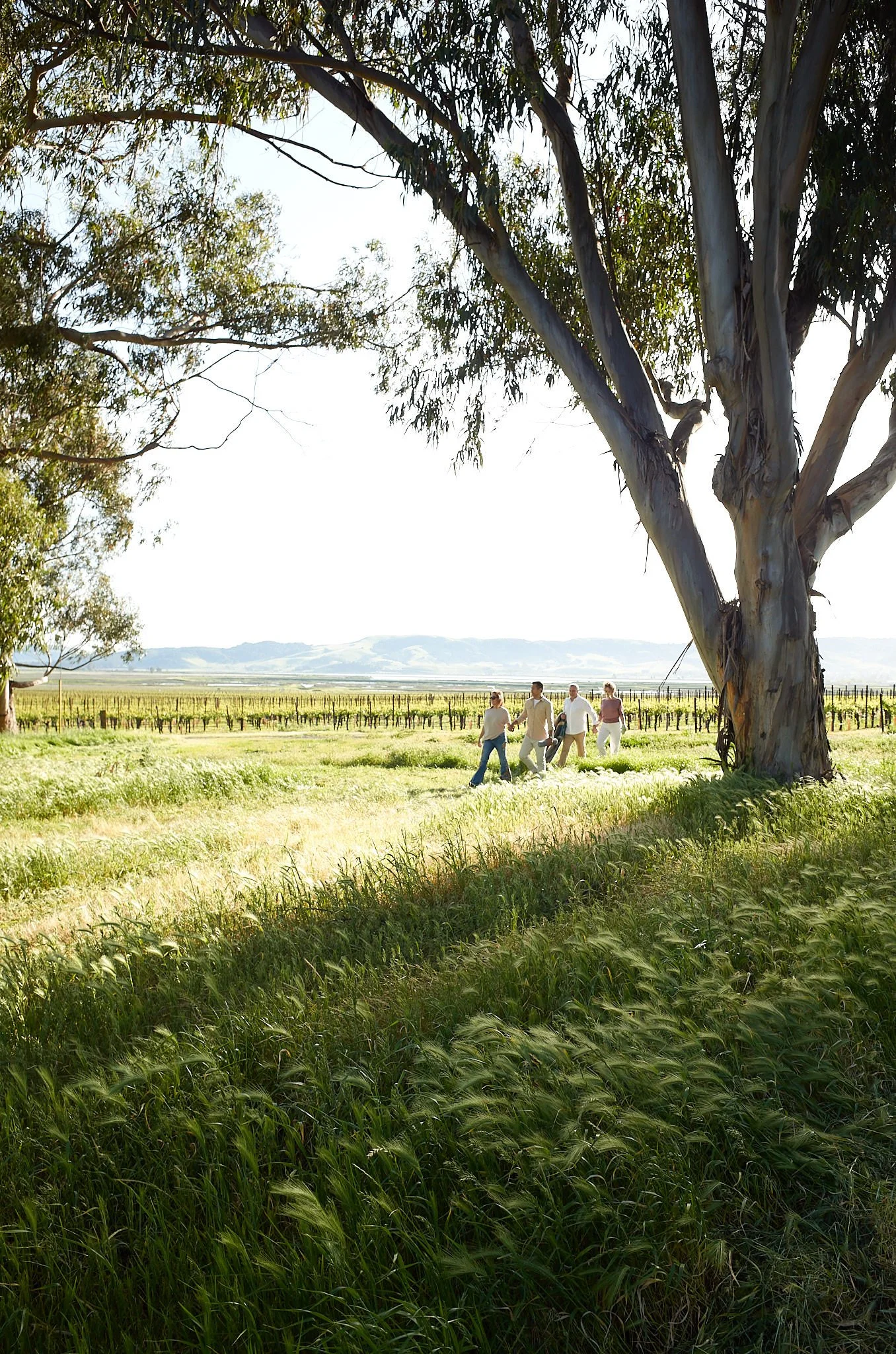 A large tree with a thick trunk in a grassy field. Four people are walking hand-in-hand near the tree, with a vineyard and distant hills in the background.