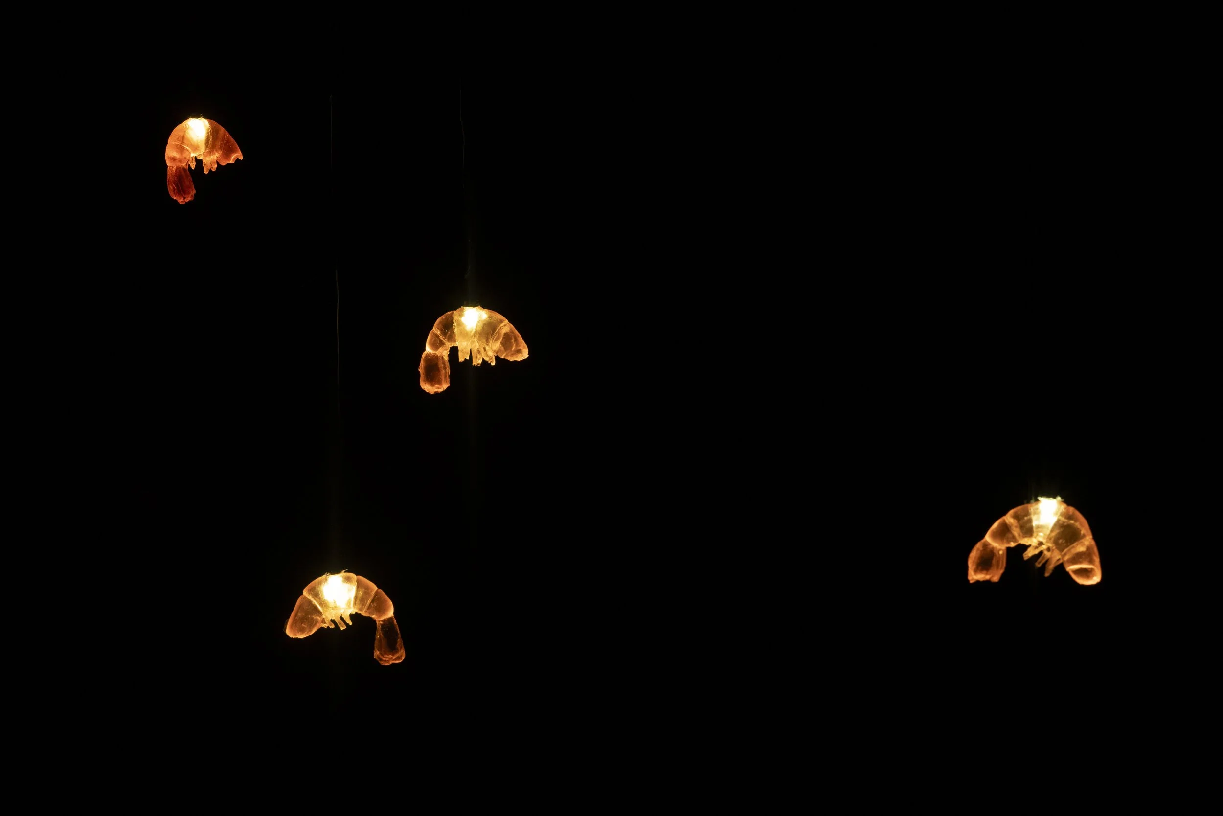 Shrimp Lights, Cast Resin, Custom Pendant String Lights, 2025