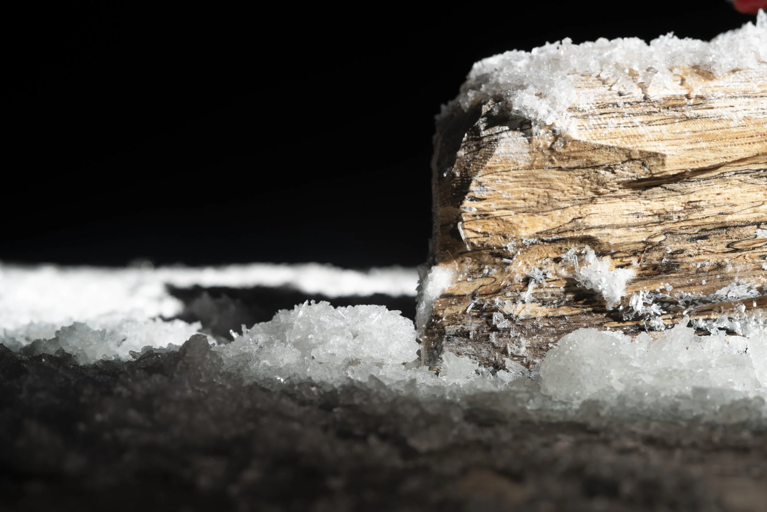 Conch, 
Cast Aluminum, Silicone Rubber, Wood, Salt Crystals, Looping Animation (1:33 seconds), 2025