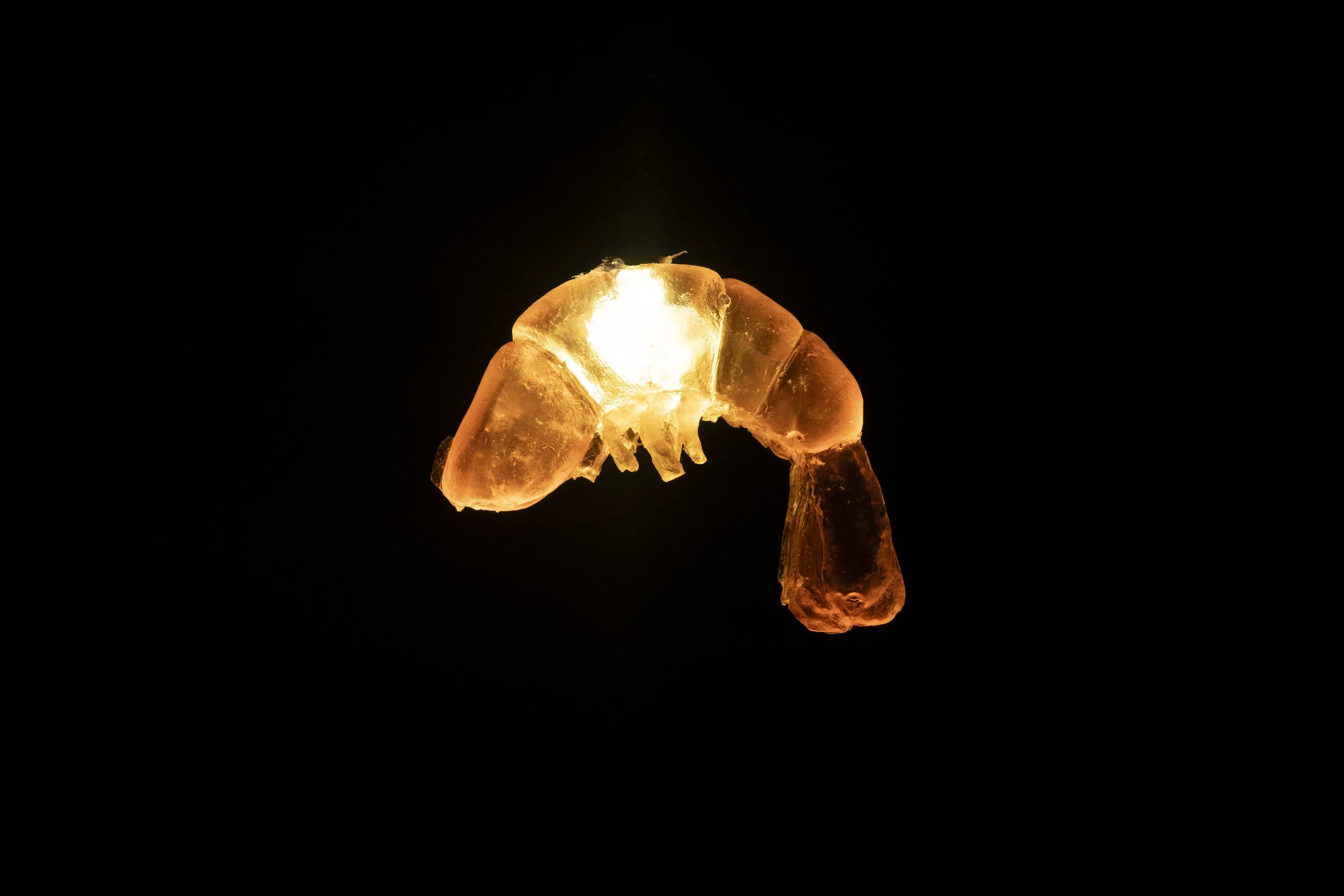 Shrimp Lights, Cast Resin, Custom Pendant String Lights, 2025
