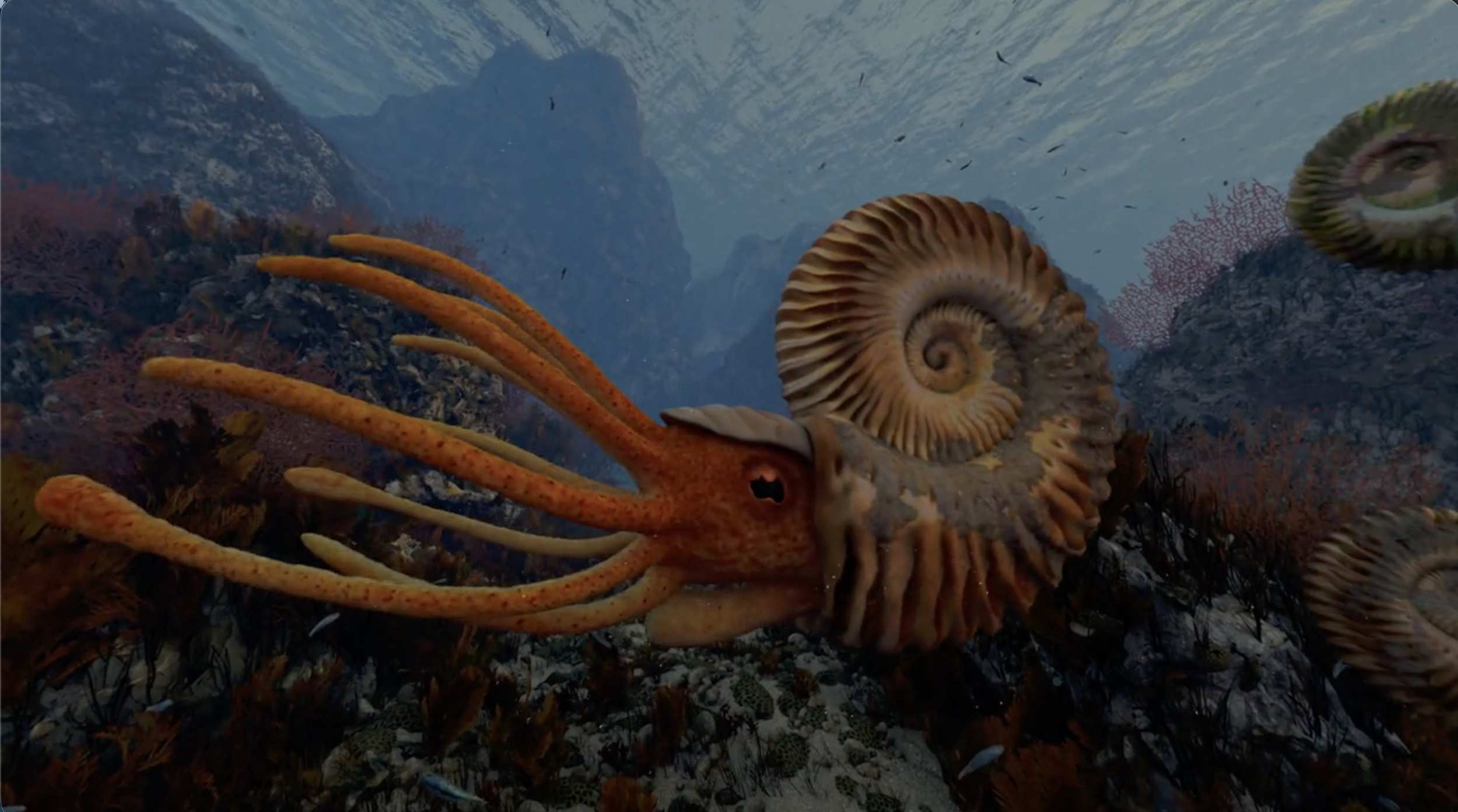 70 million years ago ammonites swam in this sea.  Eventually plate tectonics will raise this seafloor and make it part of the land of California. | California Academy of Sciences